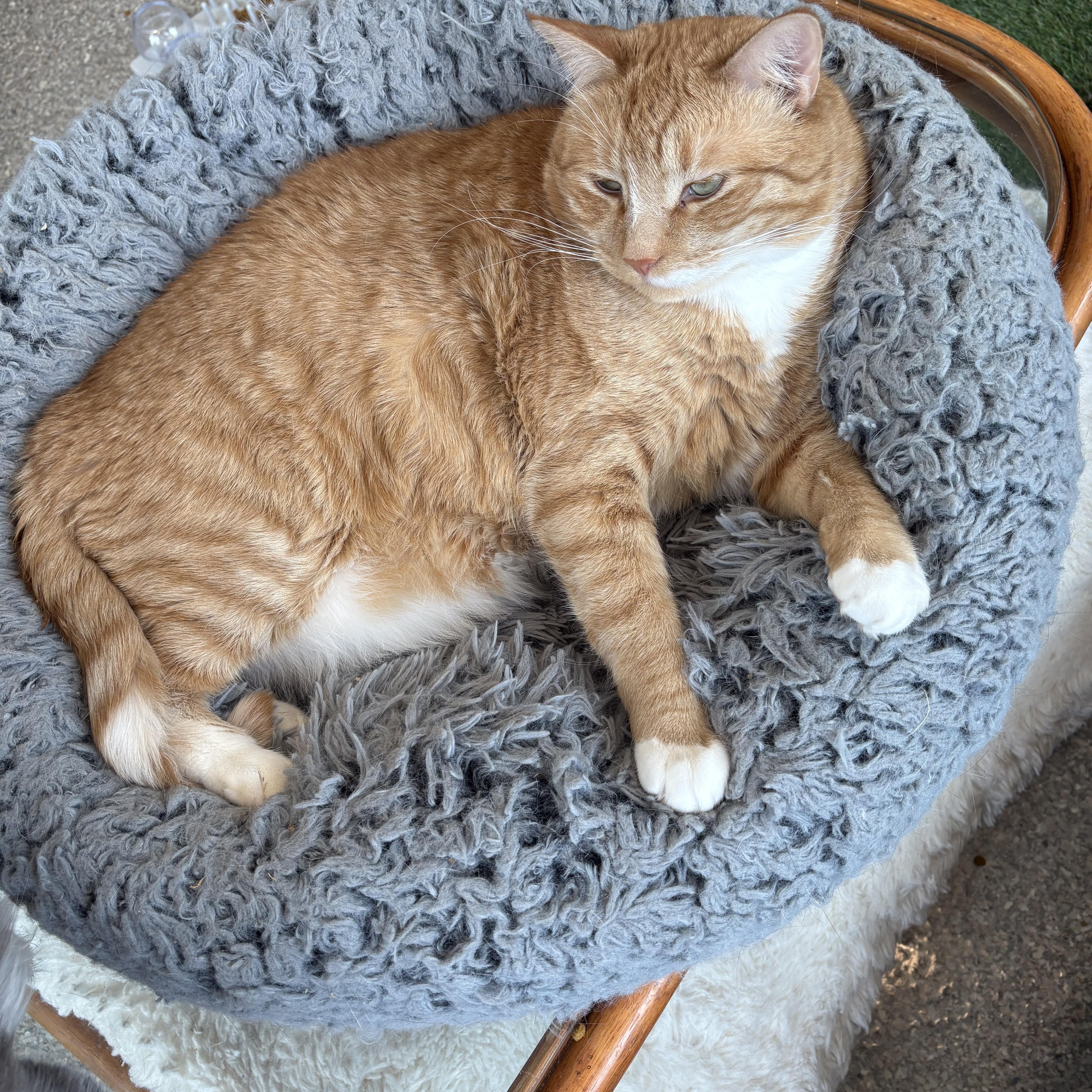 Enlarge Bull, a Adopted Domestic Short Hair in Warwick, NY image 1/1