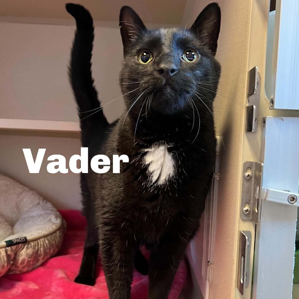 Vader 260722, Adoptable, Adult Male Domestic Short Hair.