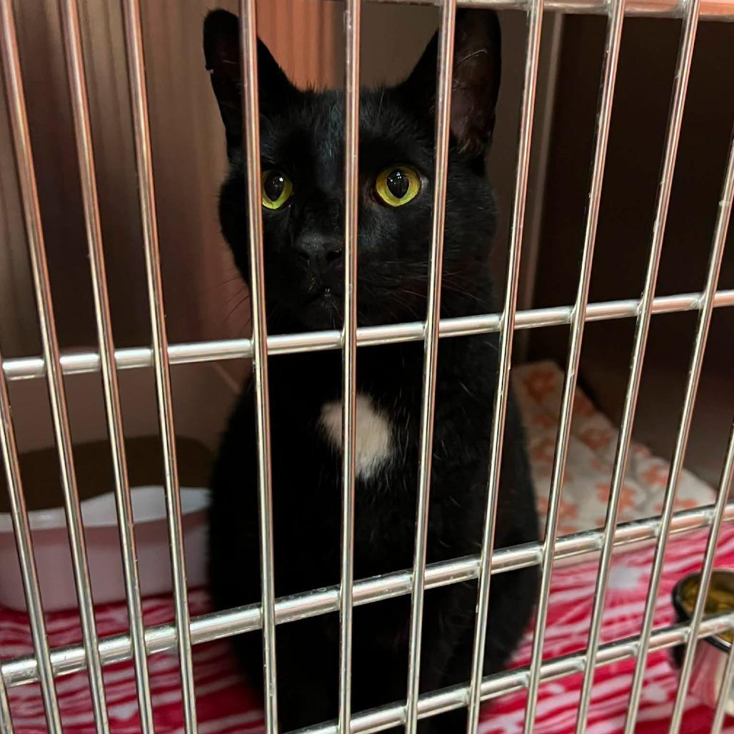 Enlarge Vader 260722, a Adoptable Domestic Short Hair in Escanaba, MI image 2/2