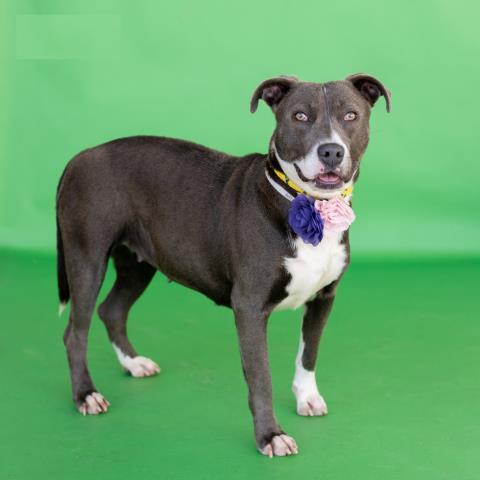 RILEY, Adoptable, Young Female Weimaraner & Blue Lacy.