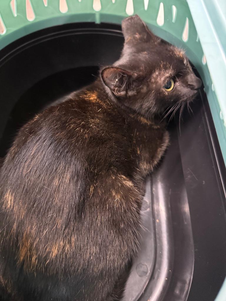 Patches, Adoptable, Young Female Domestic Short Hair.