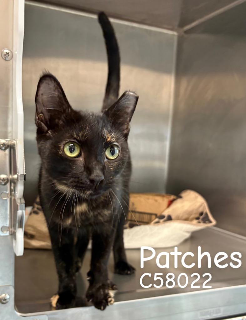 Enlarge Patches, a Adoptable mixed breed in Clarksville, TN image 2/2