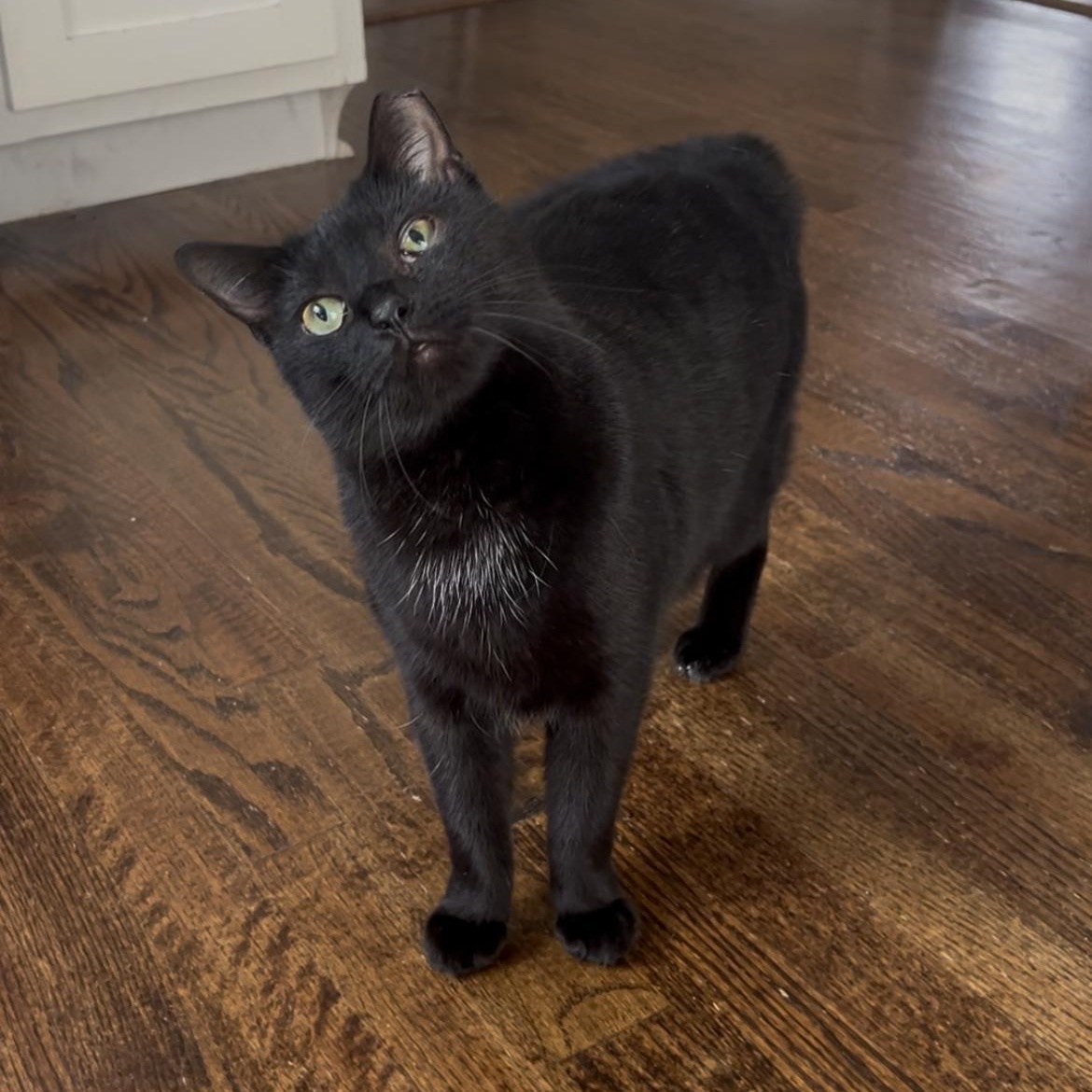 Enlarge Coraline, a Adoptable mixed breed in Fort Oglethorpe, GA image 1/6