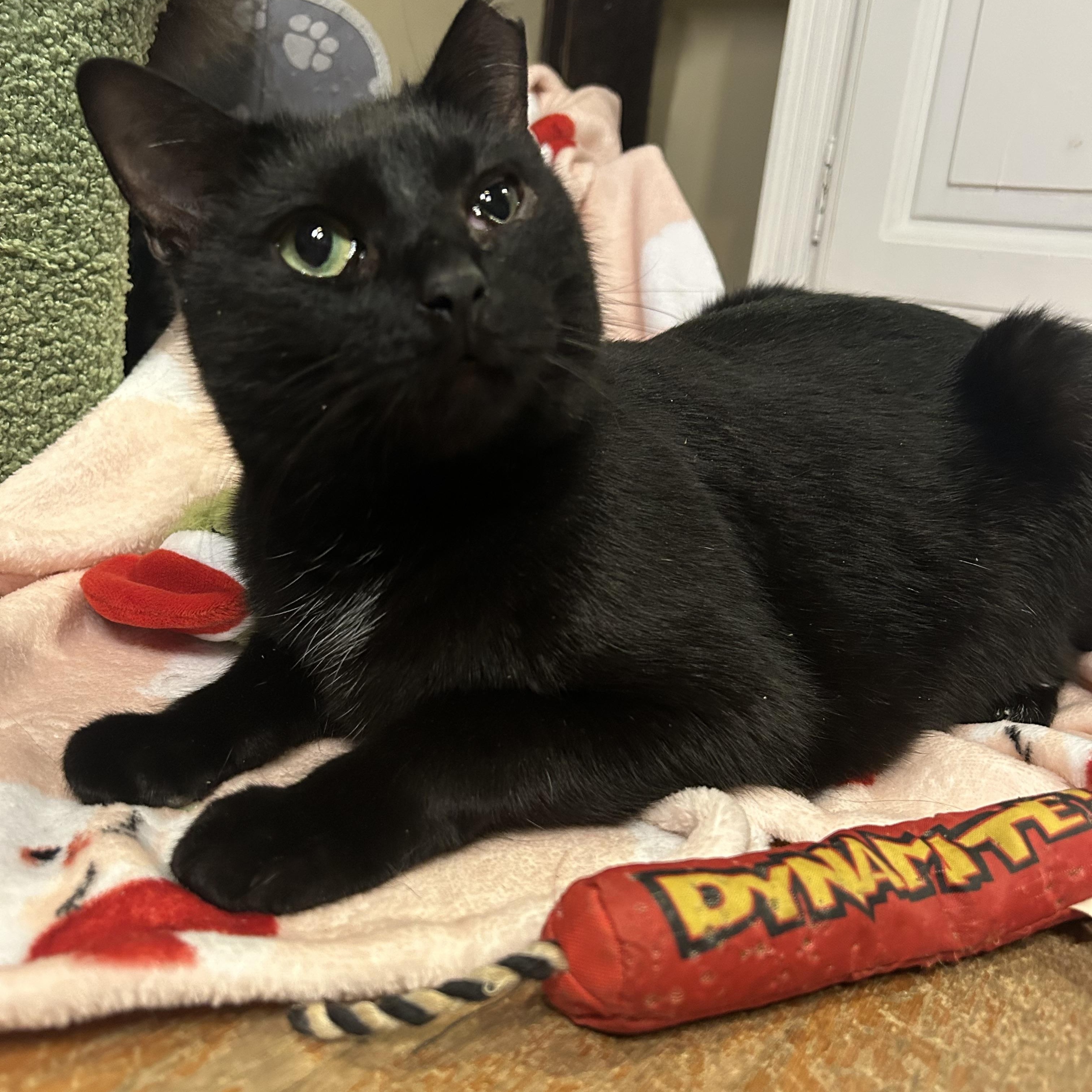 Enlarge Coraline, a Adoptable mixed breed in Fort Oglethorpe, GA image 2/6