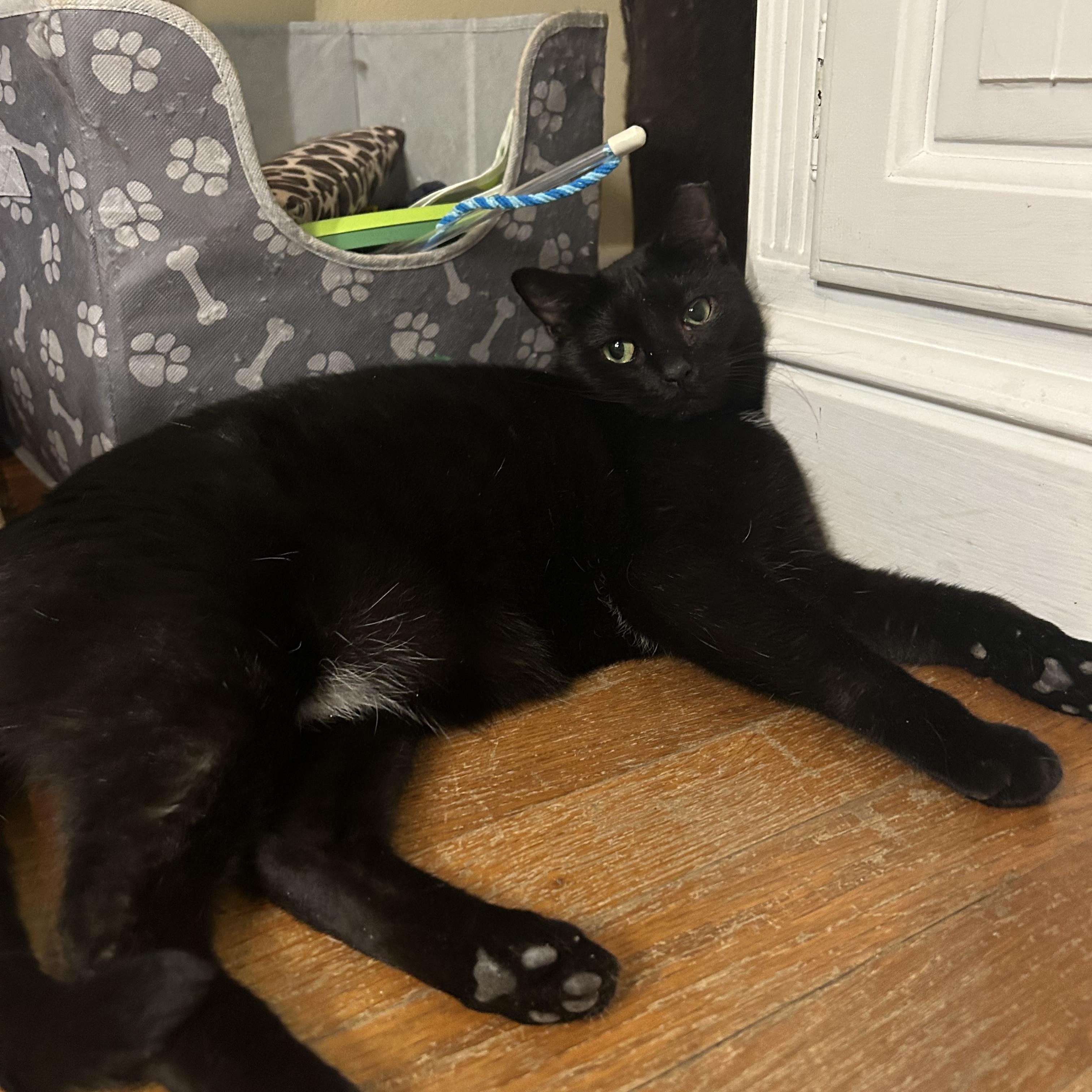 Enlarge Coraline, a Adoptable mixed breed in Fort Oglethorpe, GA image 3/6