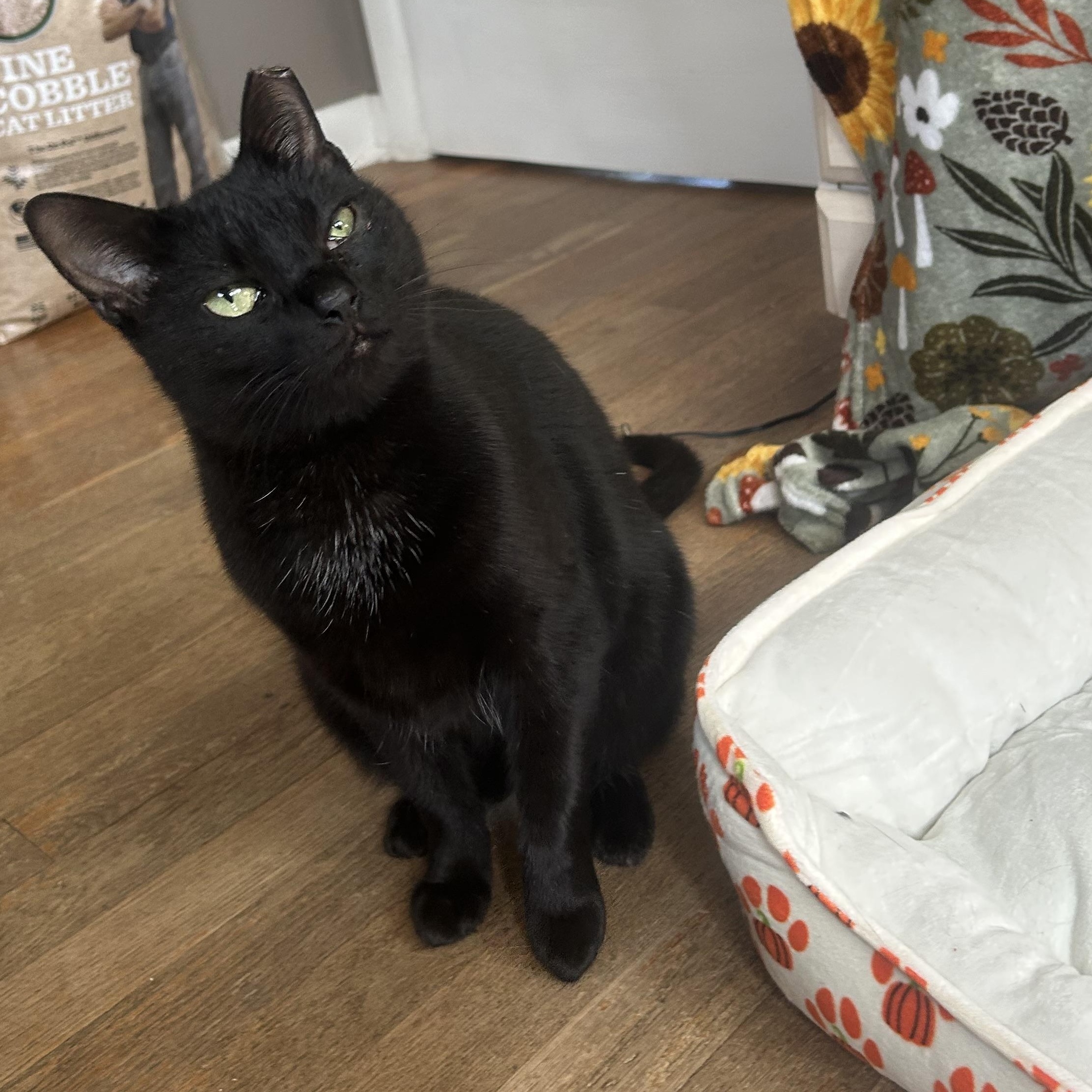 Enlarge Coraline, a Adoptable mixed breed in Fort Oglethorpe, GA image 4/6