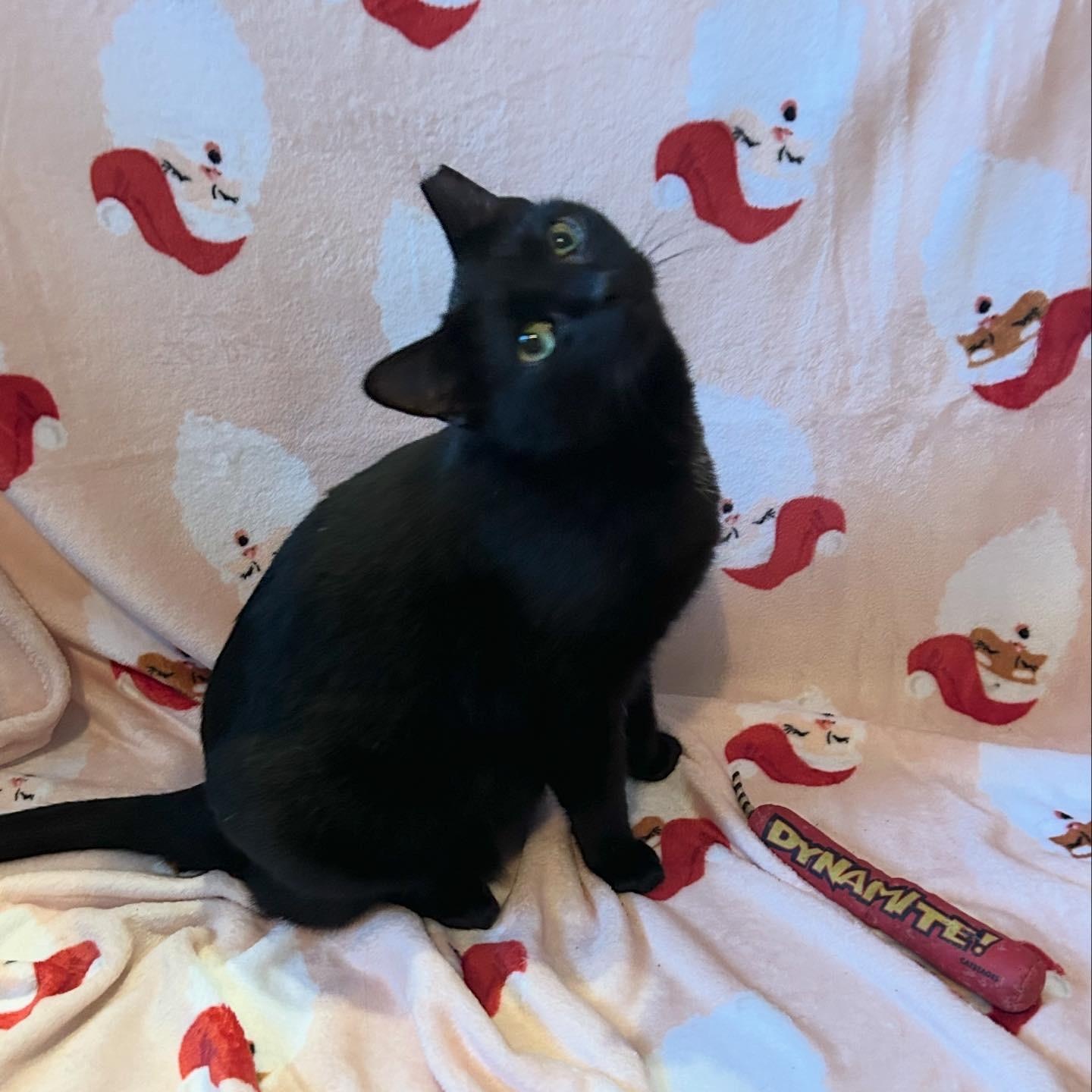 Enlarge Coraline, a Adoptable mixed breed in Fort Oglethorpe, GA image 5/6