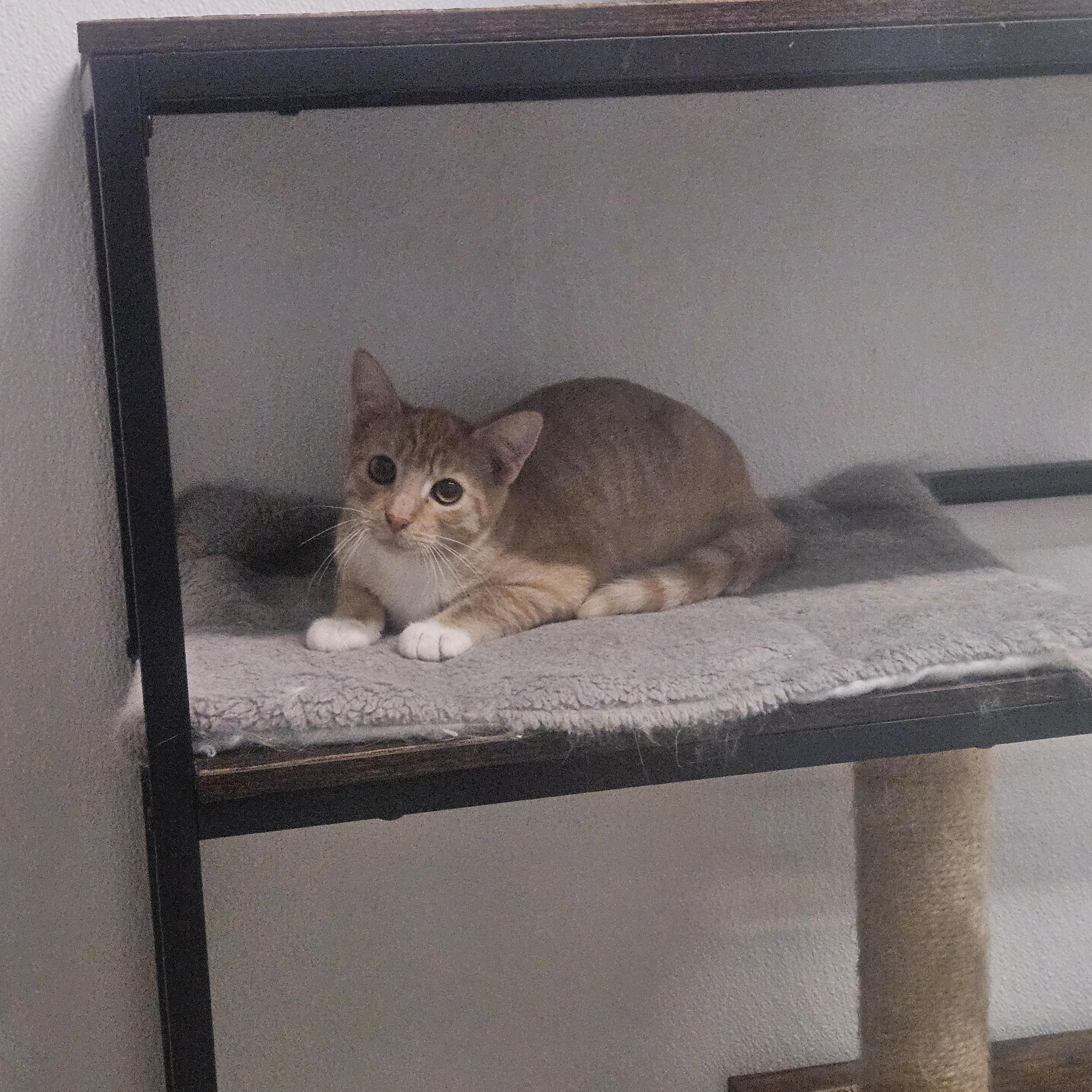 Mogwai photo 3