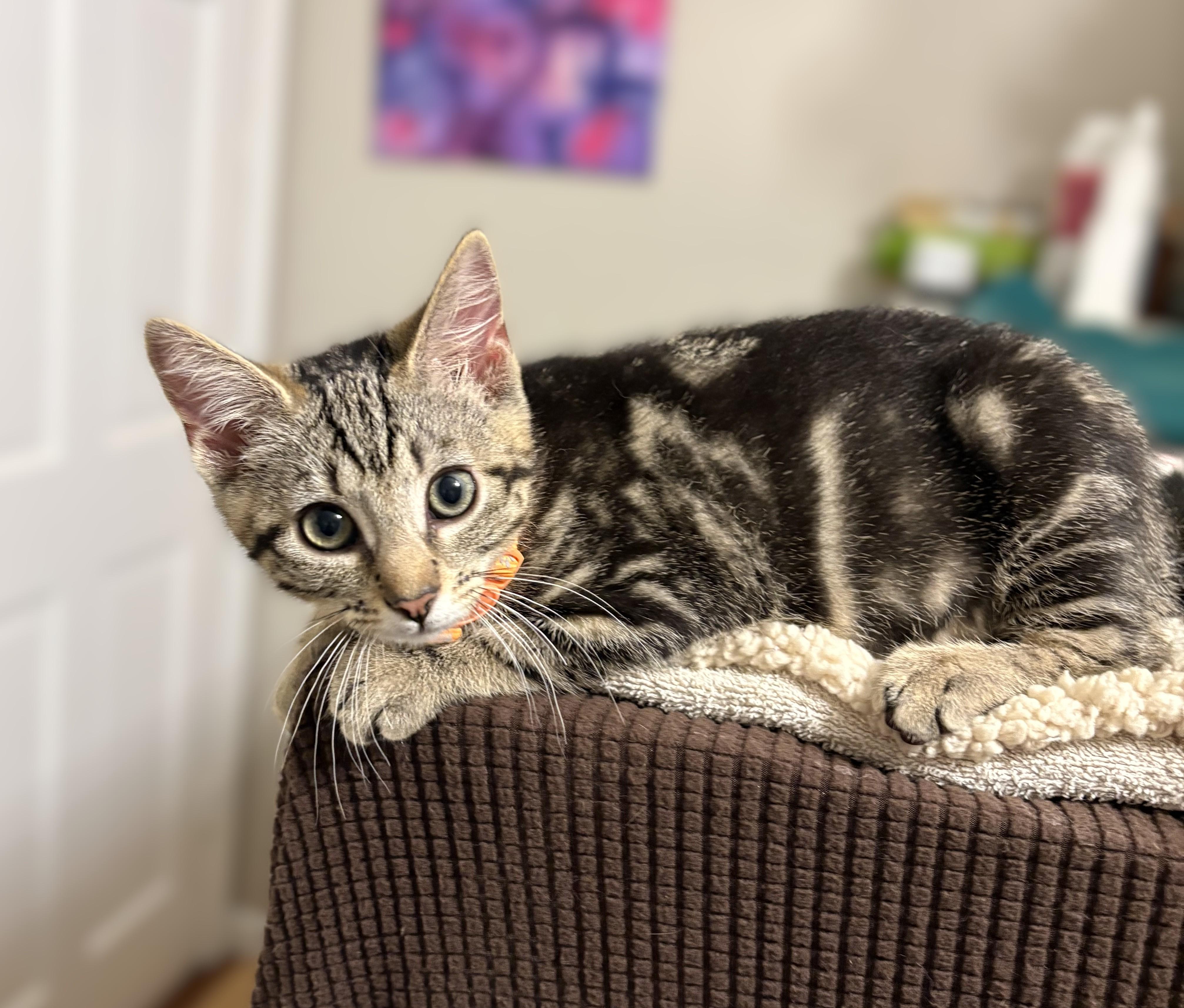 Sushi, adopted, Kitten Female Tabby.