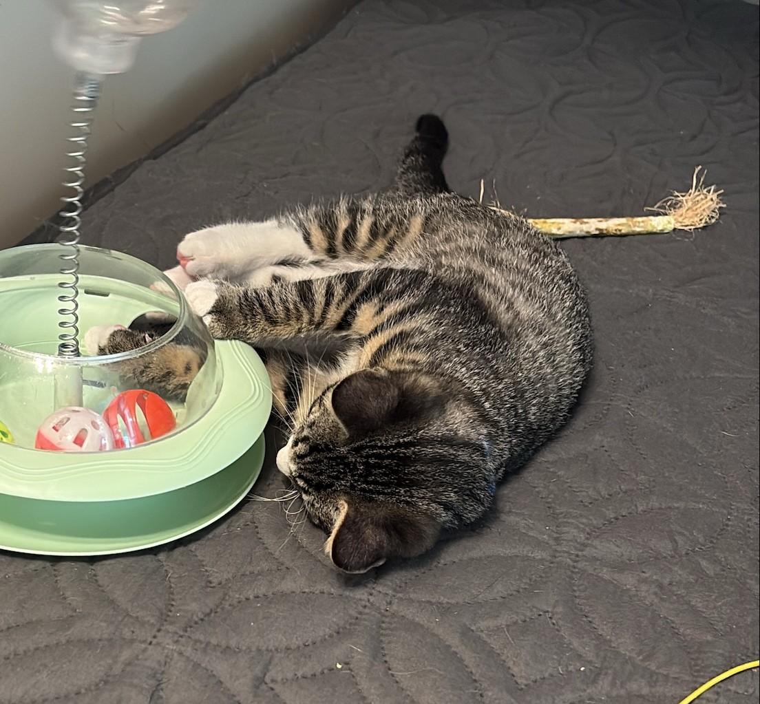 Sushi, an adopted Tabby in New Albany, OH image 4/4