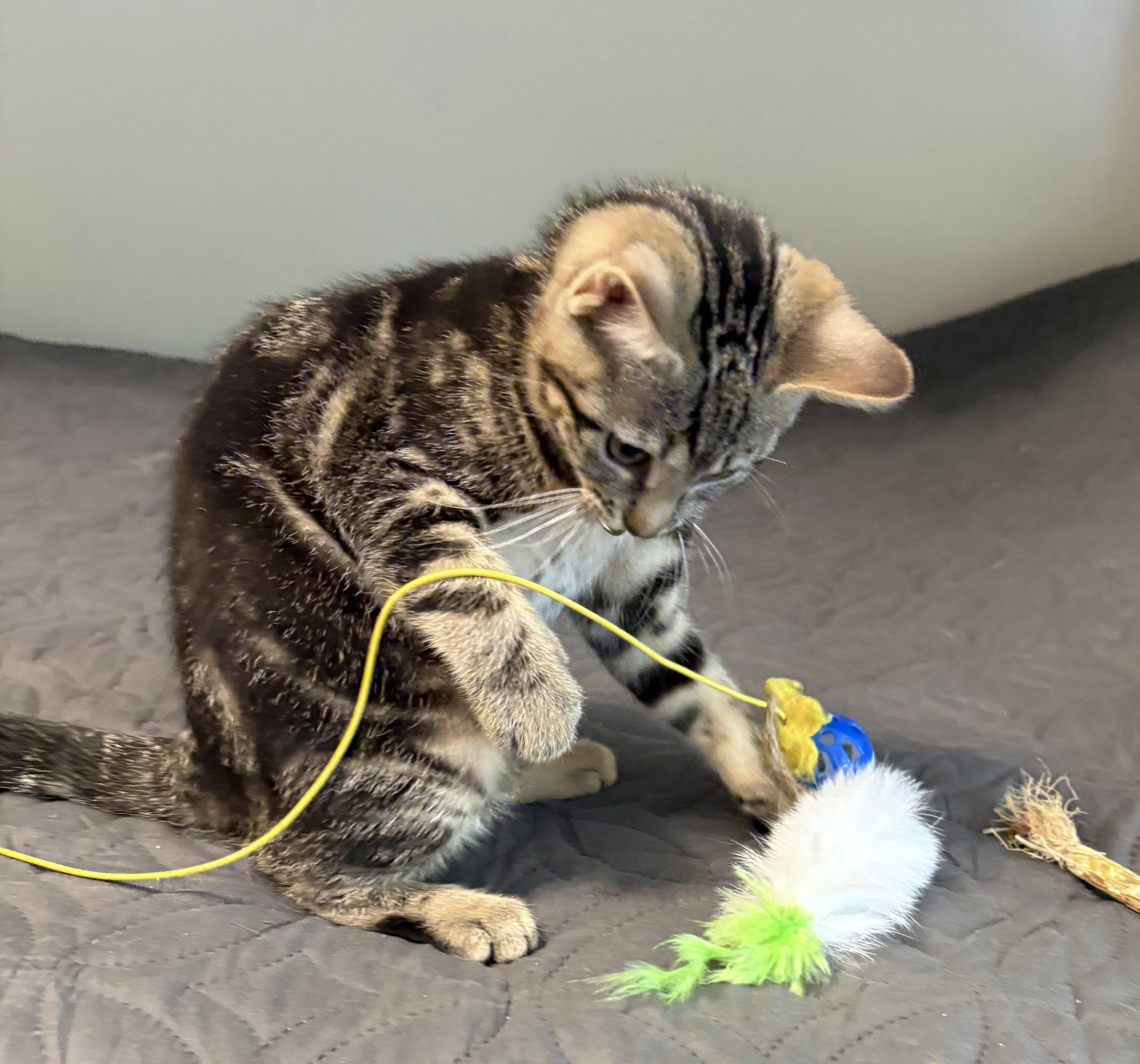 Sushi, an adopted Tabby in New Albany, OH image 2/4