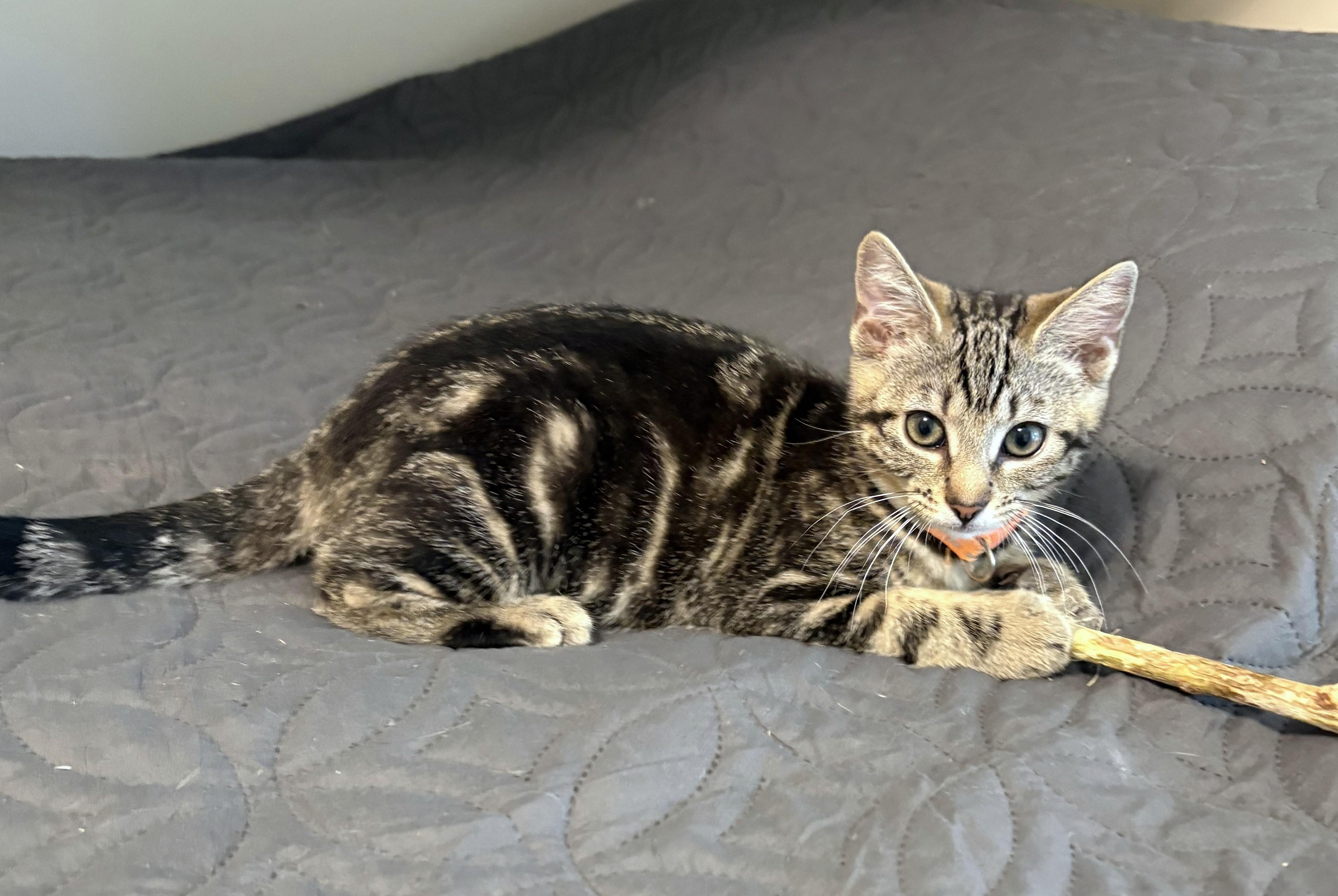 Sushi, an adopted Tabby in New Albany, OH image 3/4