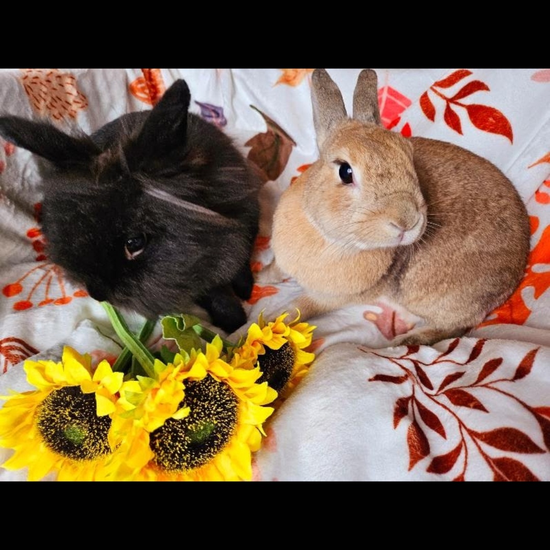 Cosmo and Goldie, Adoptable, Adult Female Dwarf & Lionhead.