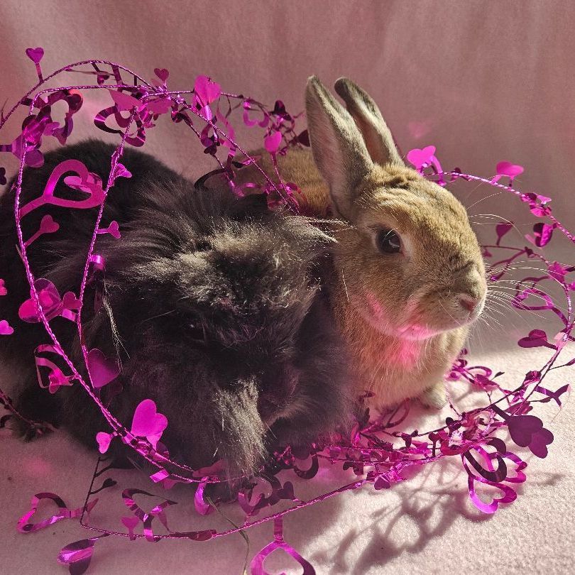 Cosmo and Goldie, a Adoptable mixed breed in Wilkes-Barre, PA image 2/2