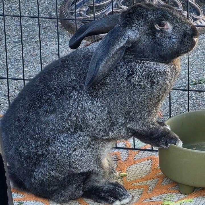 Moose, Adoptable, Adult Male Flemish Giant.