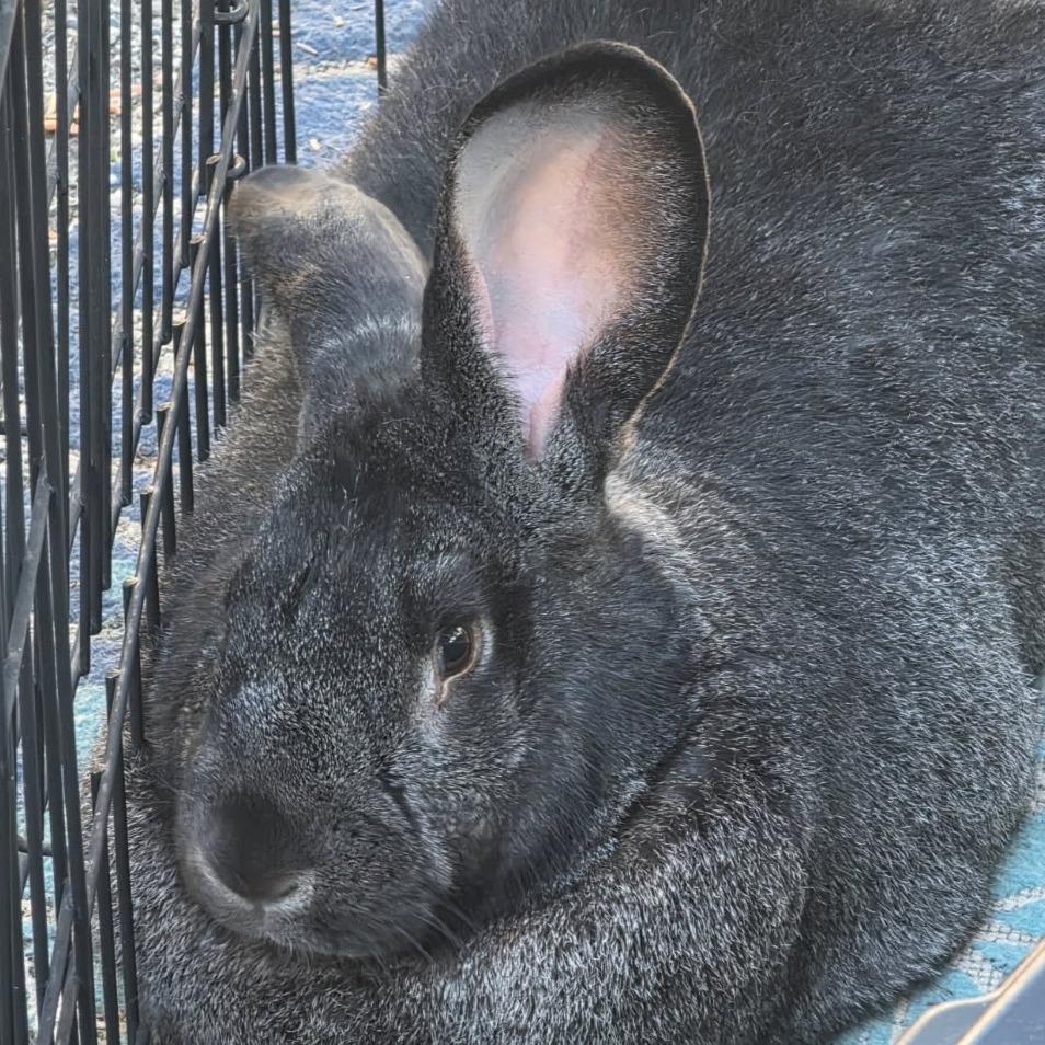 Enlarge Moose, a Adoptable Flemish Giant in Napa, CA image 2/2