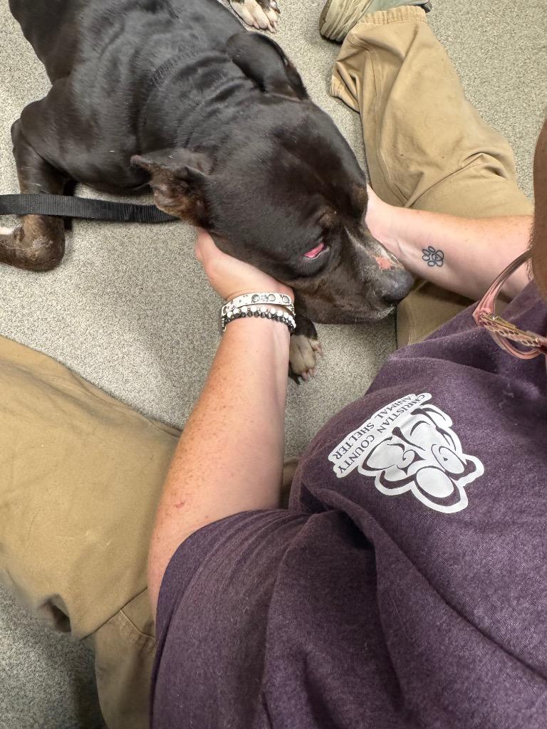 Raven Caskey, Adoptable, Adult Female Pit Bull Terrier.