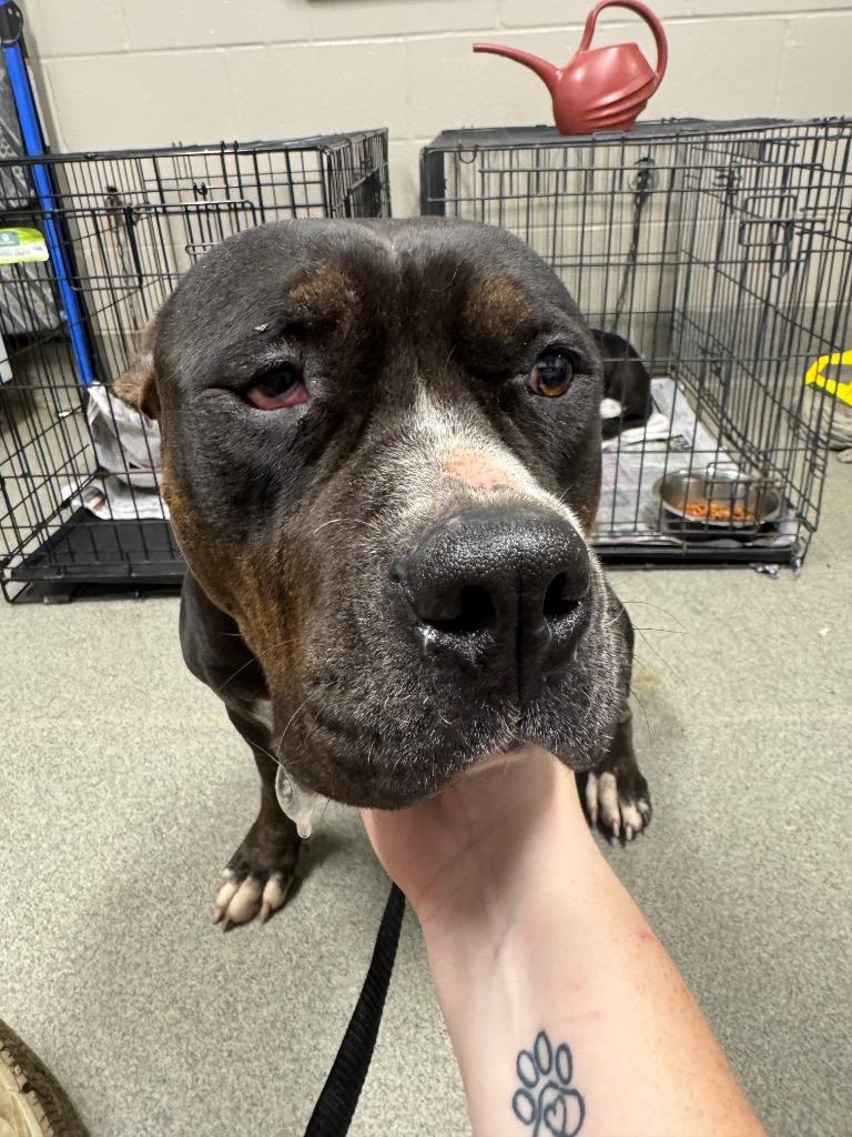 Enlarge Raven Caskey, a Adoptable mixed breed in Hopkinsville, KY image 3/6