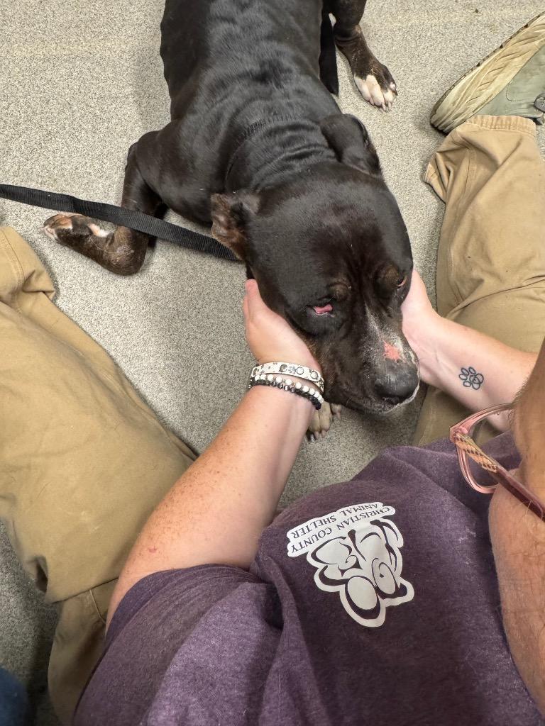 Enlarge Raven Caskey, a Adoptable mixed breed in Hopkinsville, KY image 5/6