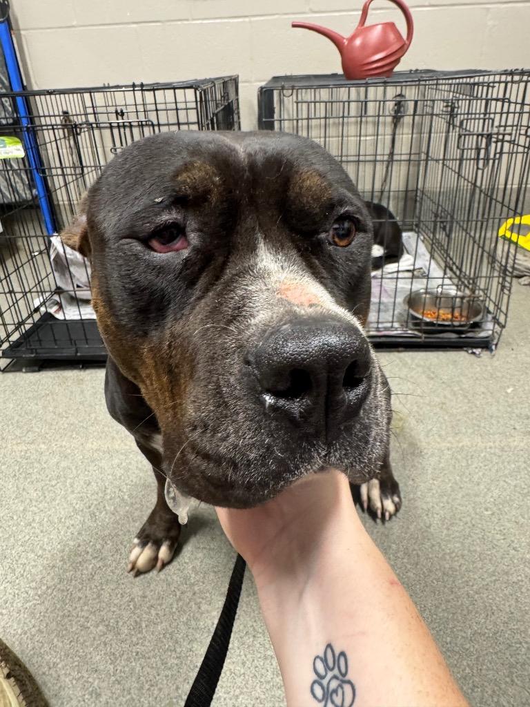 Enlarge Raven Caskey, a Adoptable mixed breed in Hopkinsville, KY image 6/6