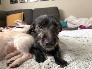 Thelonius, adopted, Young Male Dachshund & Terrier.
