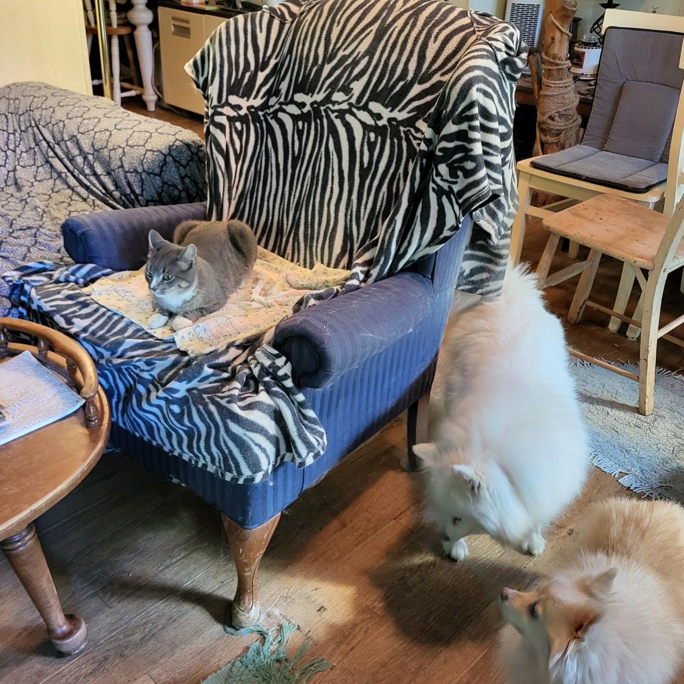 Gretchen, adopted, Adult Female Domestic Short Hair.