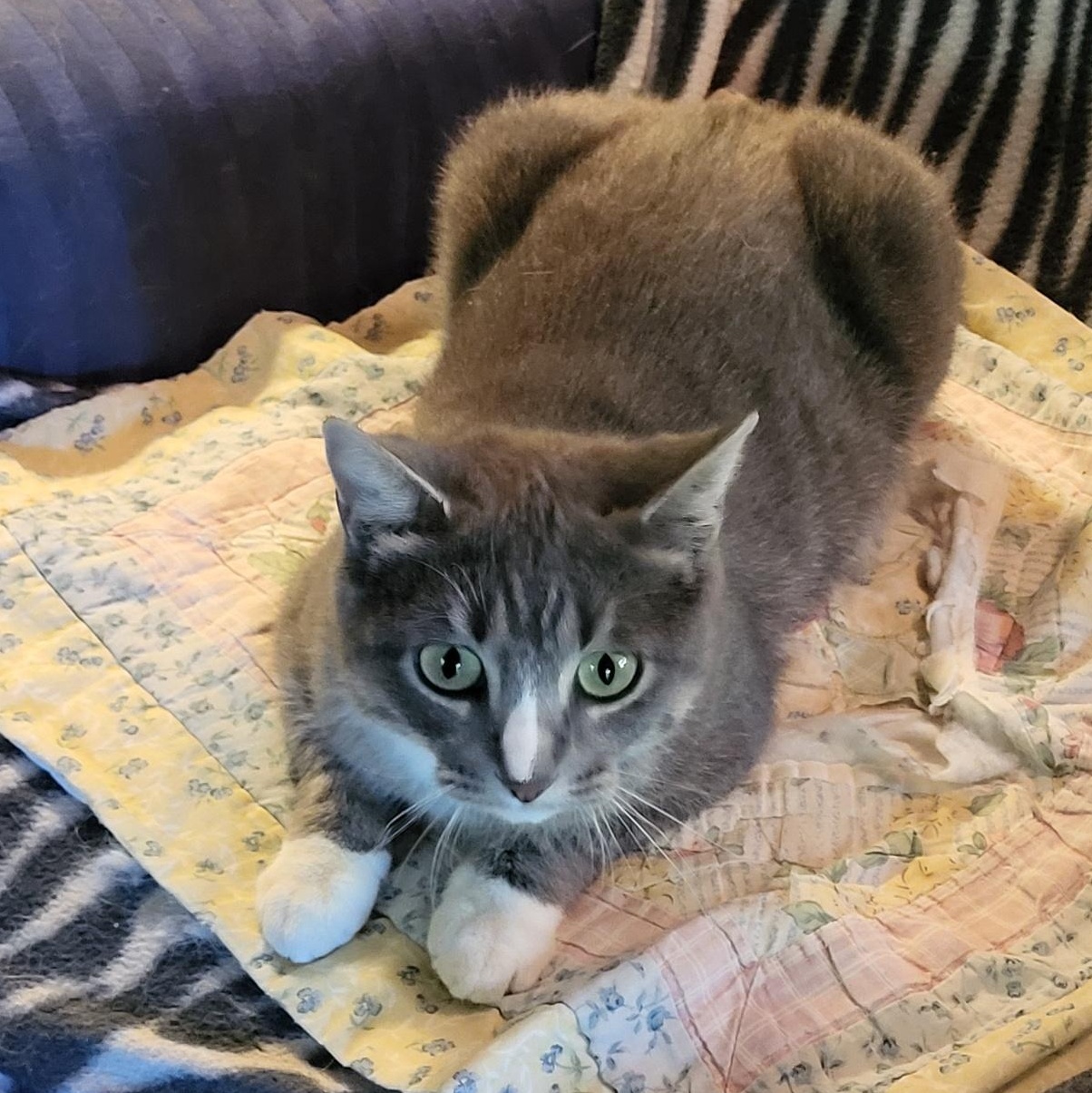 Enlarge Gretchen, an adopted mixed breed in Antioch, IL image 2/3