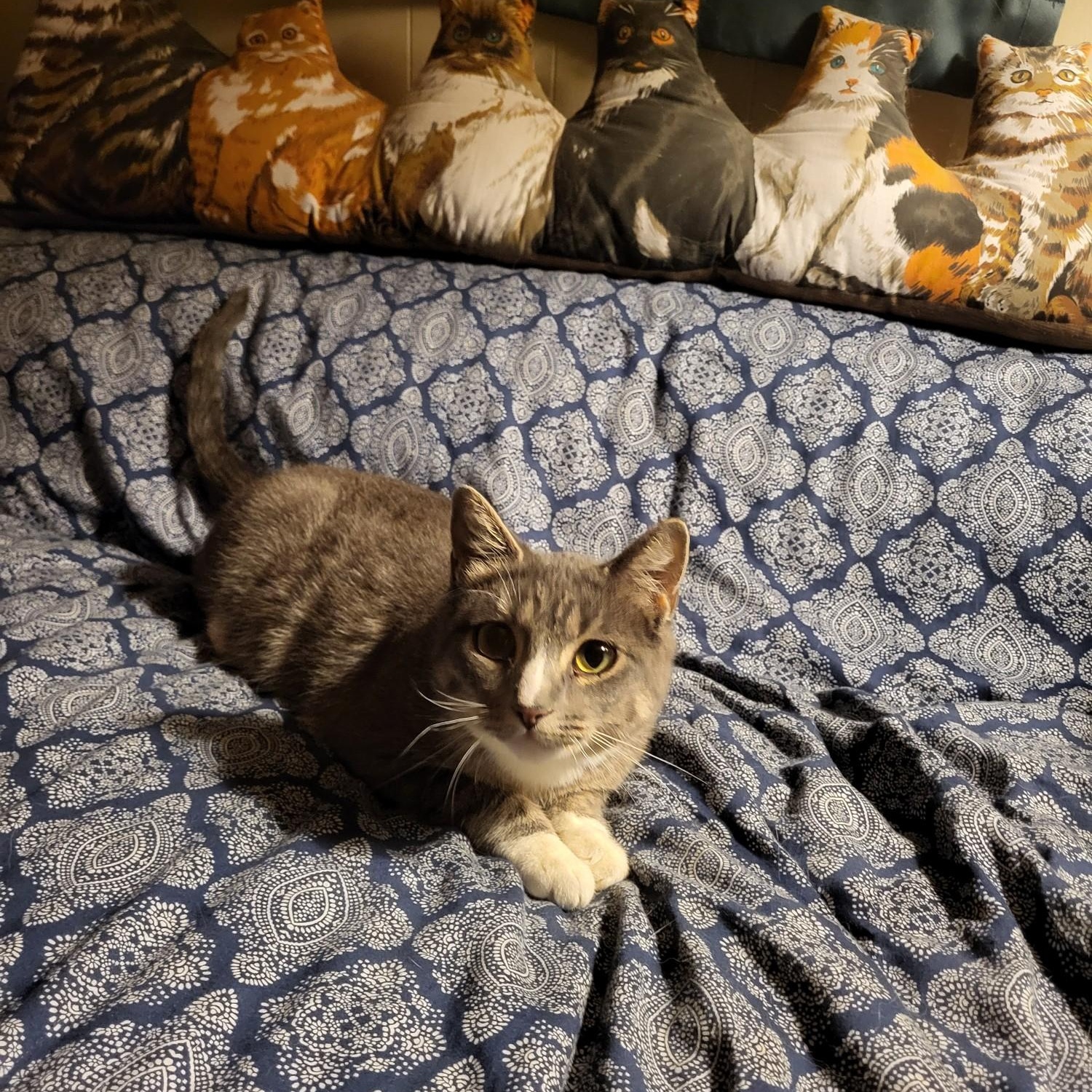 Enlarge Gretchen, an adopted mixed breed in Antioch, IL image 3/3