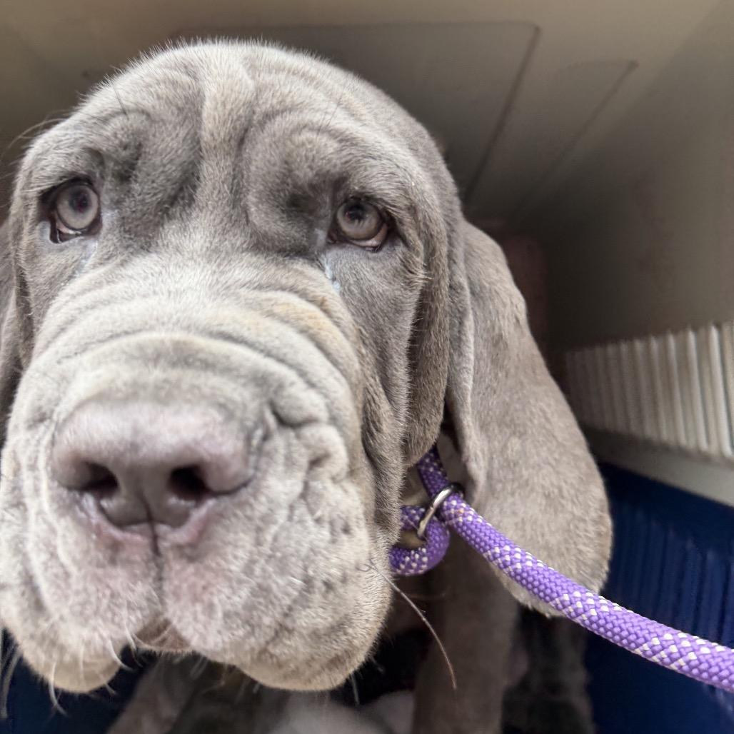 Enlarge Reynolds, a Adoptable Neapolitan Mastiff in Northbrook, IL image 1/3