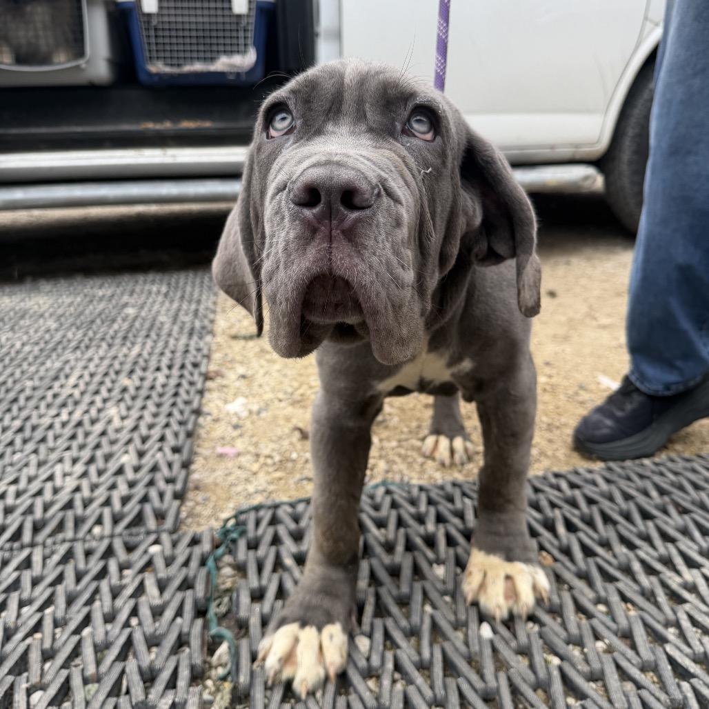 Enlarge Reynolds, a Adoptable Neapolitan Mastiff in Northbrook, IL image 2/3