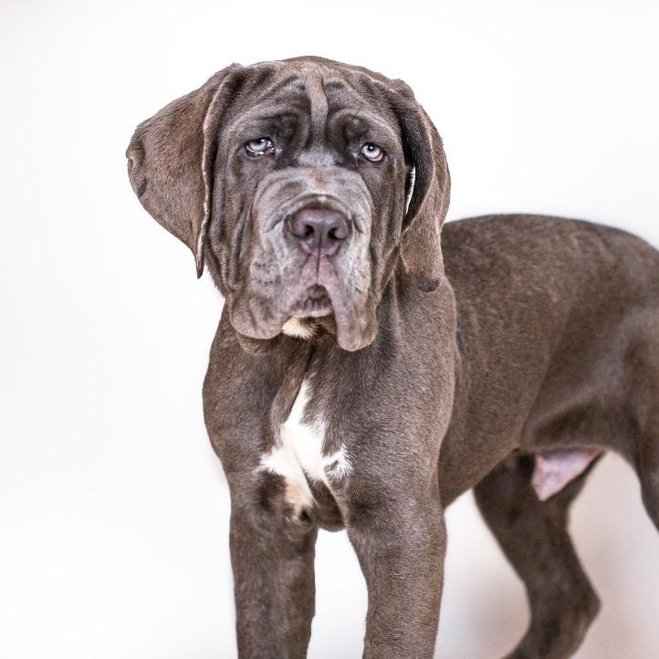 Enlarge Reynolds, a Adoptable Neapolitan Mastiff in Northbrook, IL image 3/3