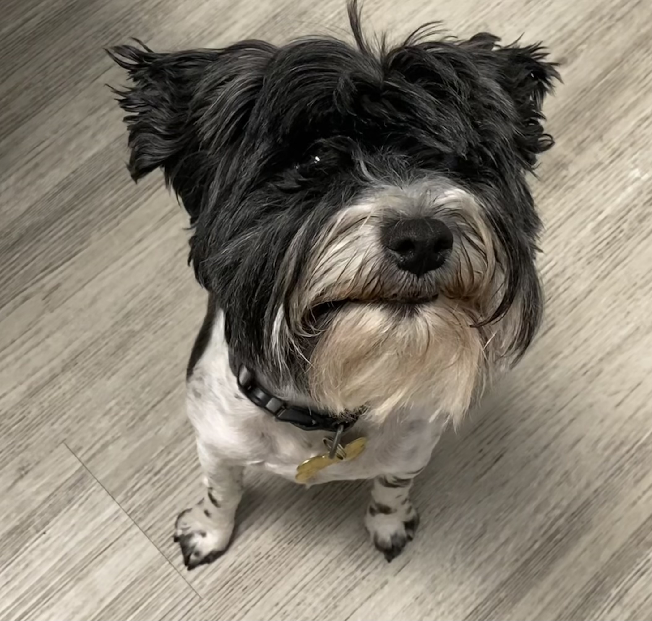 Mini Schnauzer Rescue Texas 24 - o60lzbh