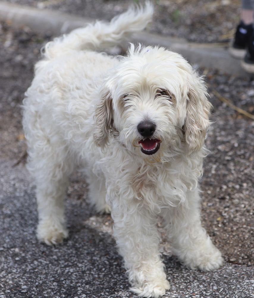 Enlarge Molly (AO36247), an adopted mixed breed in Kansas City, KS image 2/4