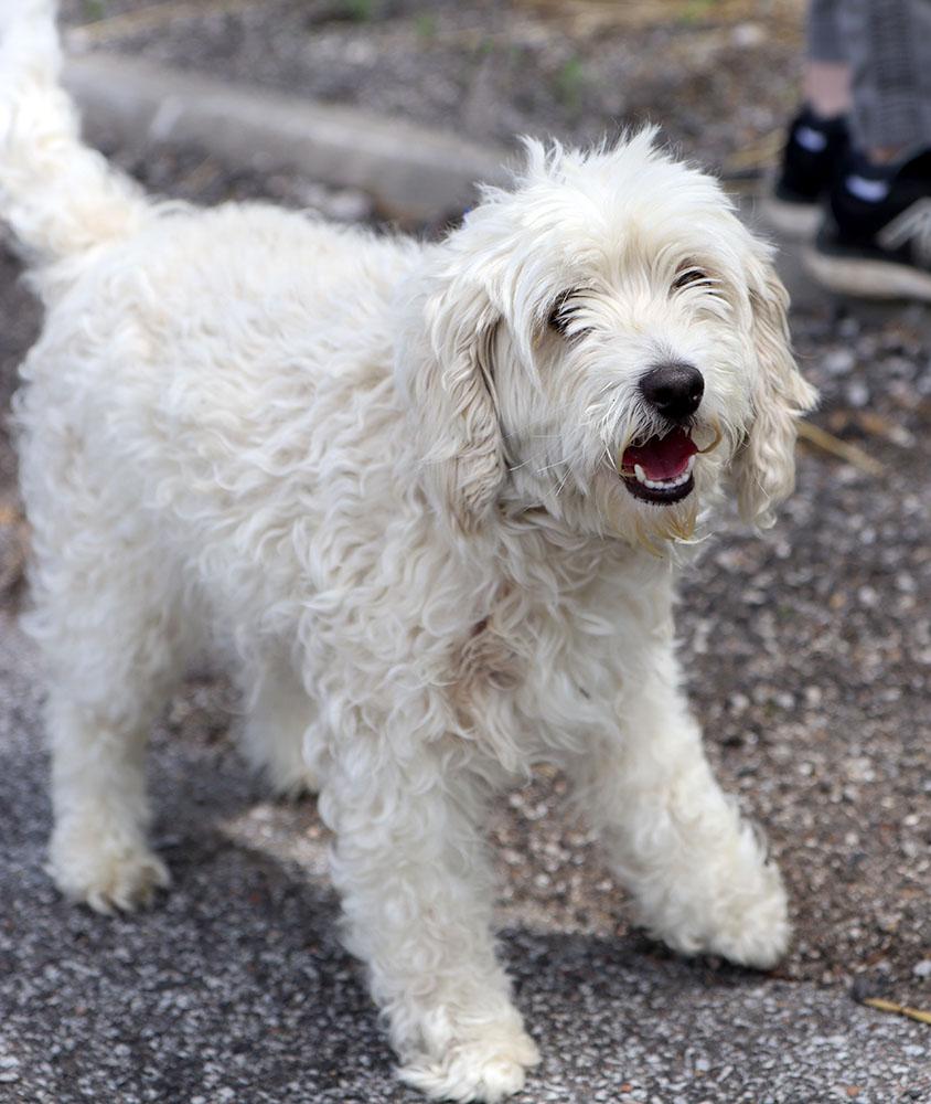Enlarge Molly (AO36247), an adopted mixed breed in Kansas City, KS image 1/4