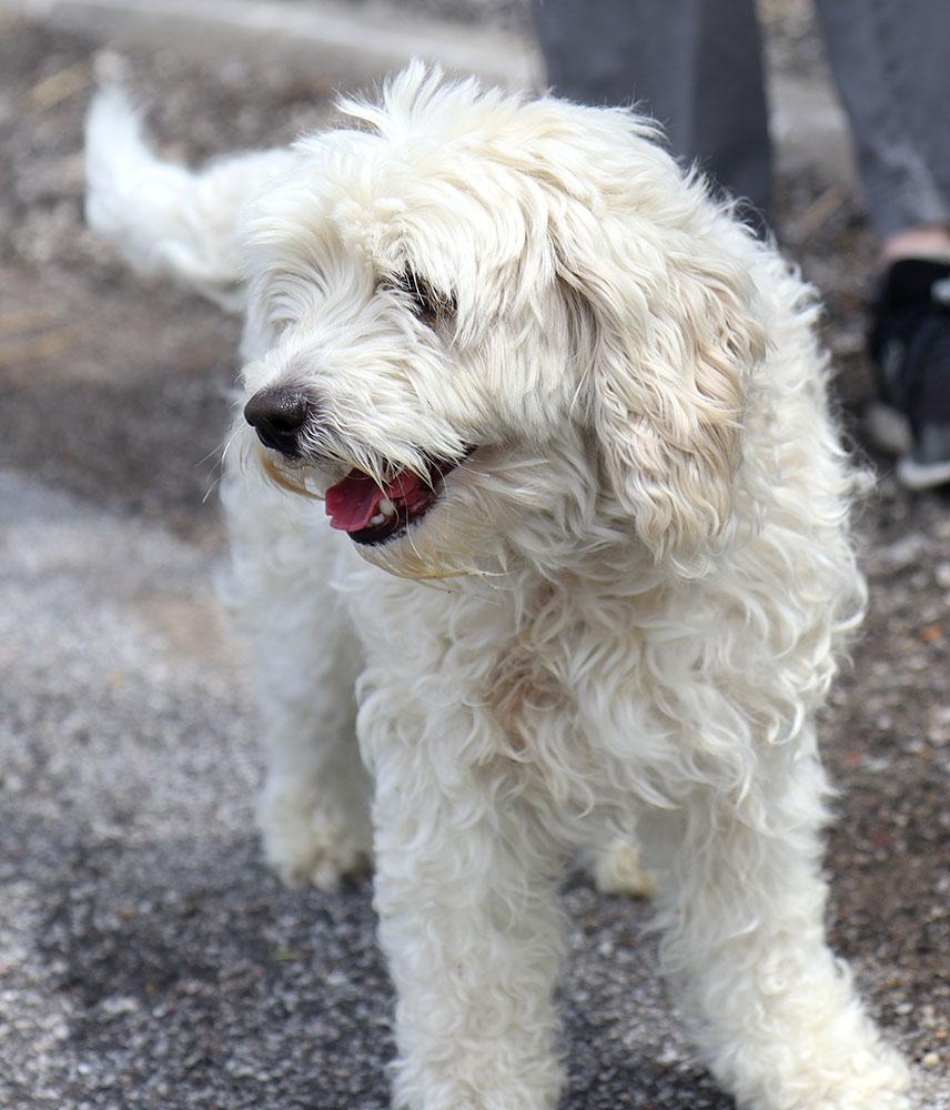 Enlarge Molly (AO36247), an adopted mixed breed in Kansas City, KS image 4/4