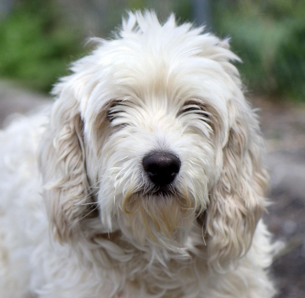 Enlarge Molly (AO36247), an adopted mixed breed in Kansas City, KS image 3/4