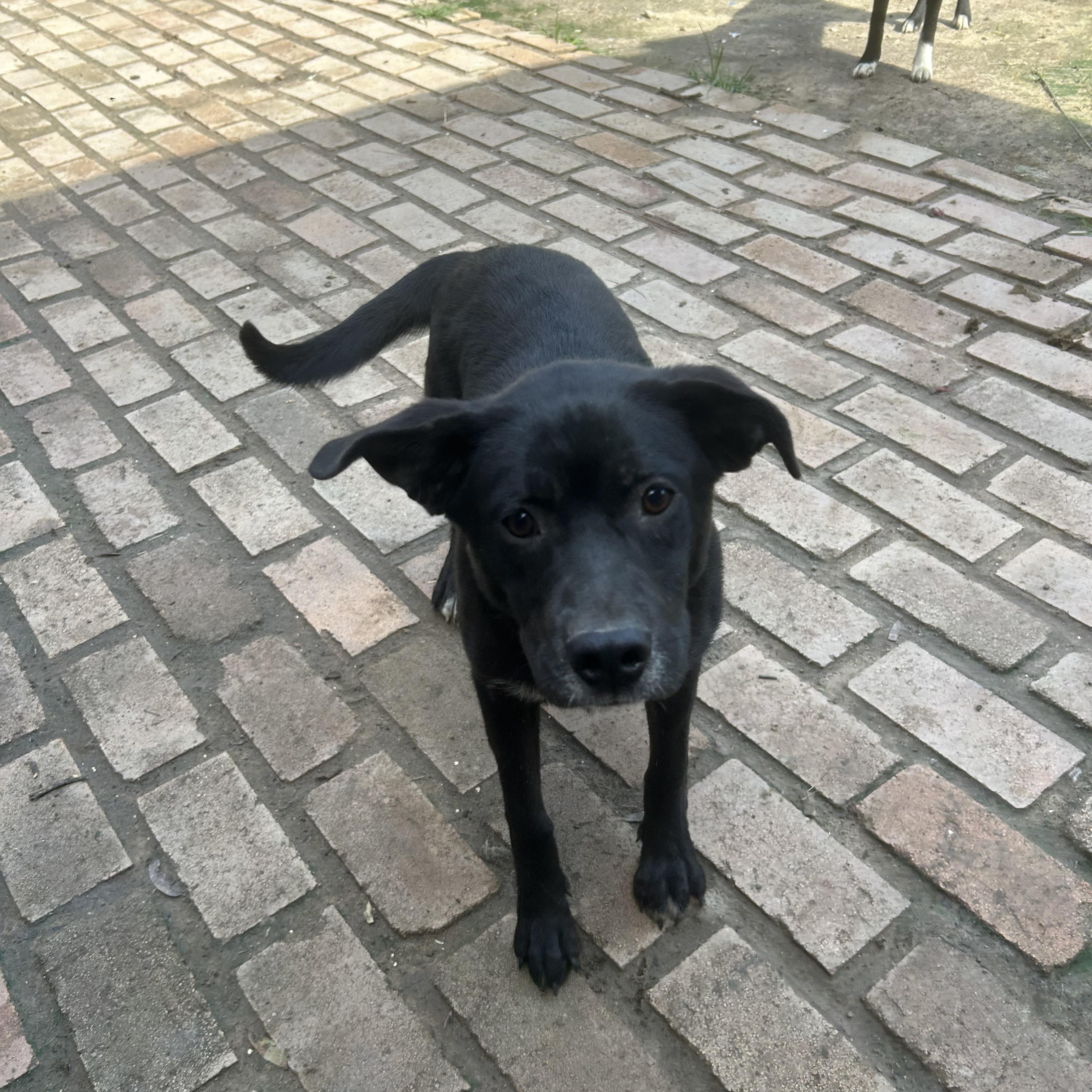 Rosie, Adoptable, Young Female Black Labrador Retriever.