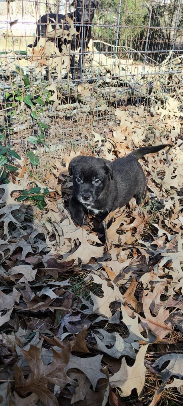 Enlarge Rosie, a Adoptable Black Labrador Retriever in Pine Bluff, AR image 2/4
