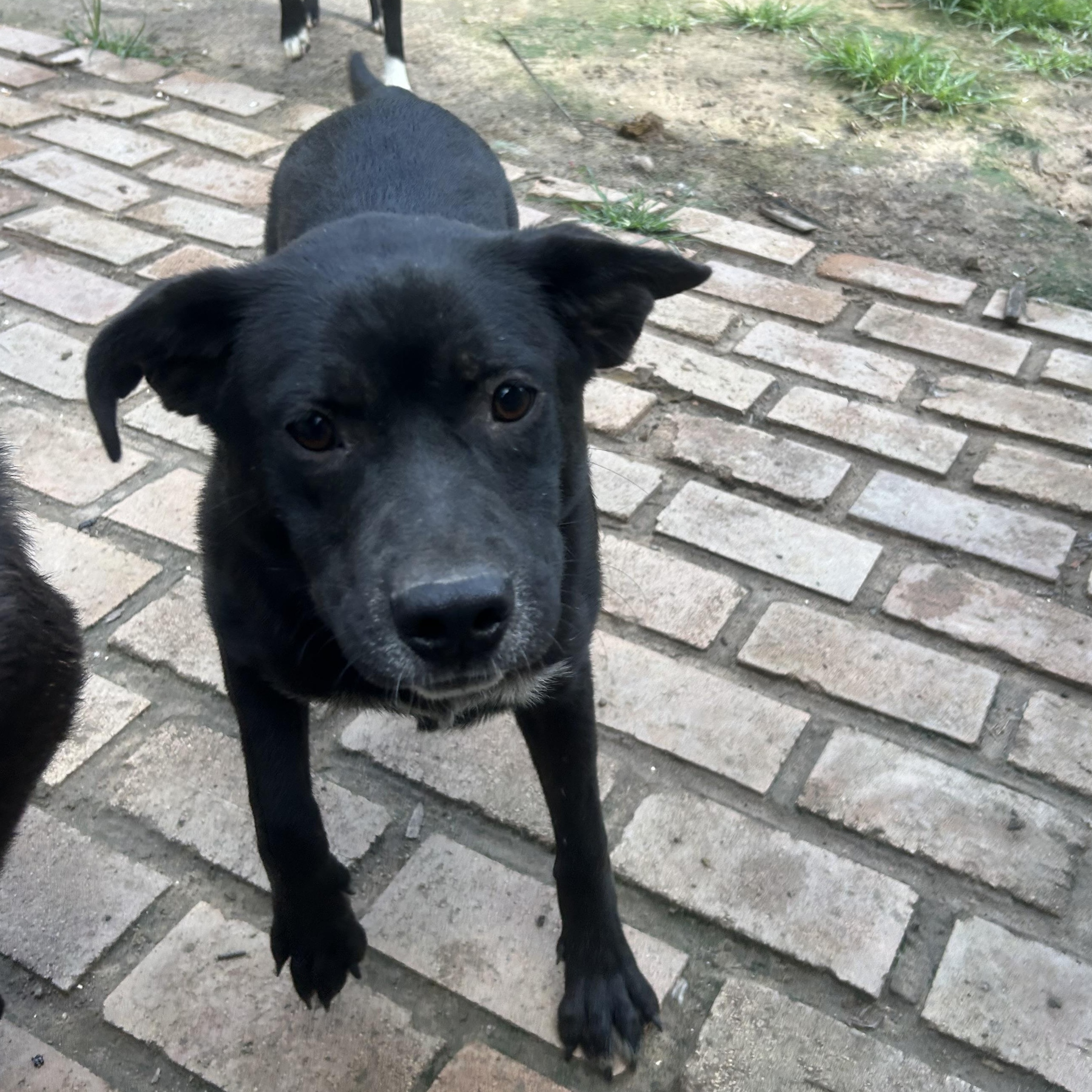 Enlarge Rosie, a Adoptable Black Labrador Retriever in Pine Bluff, AR image 4/4