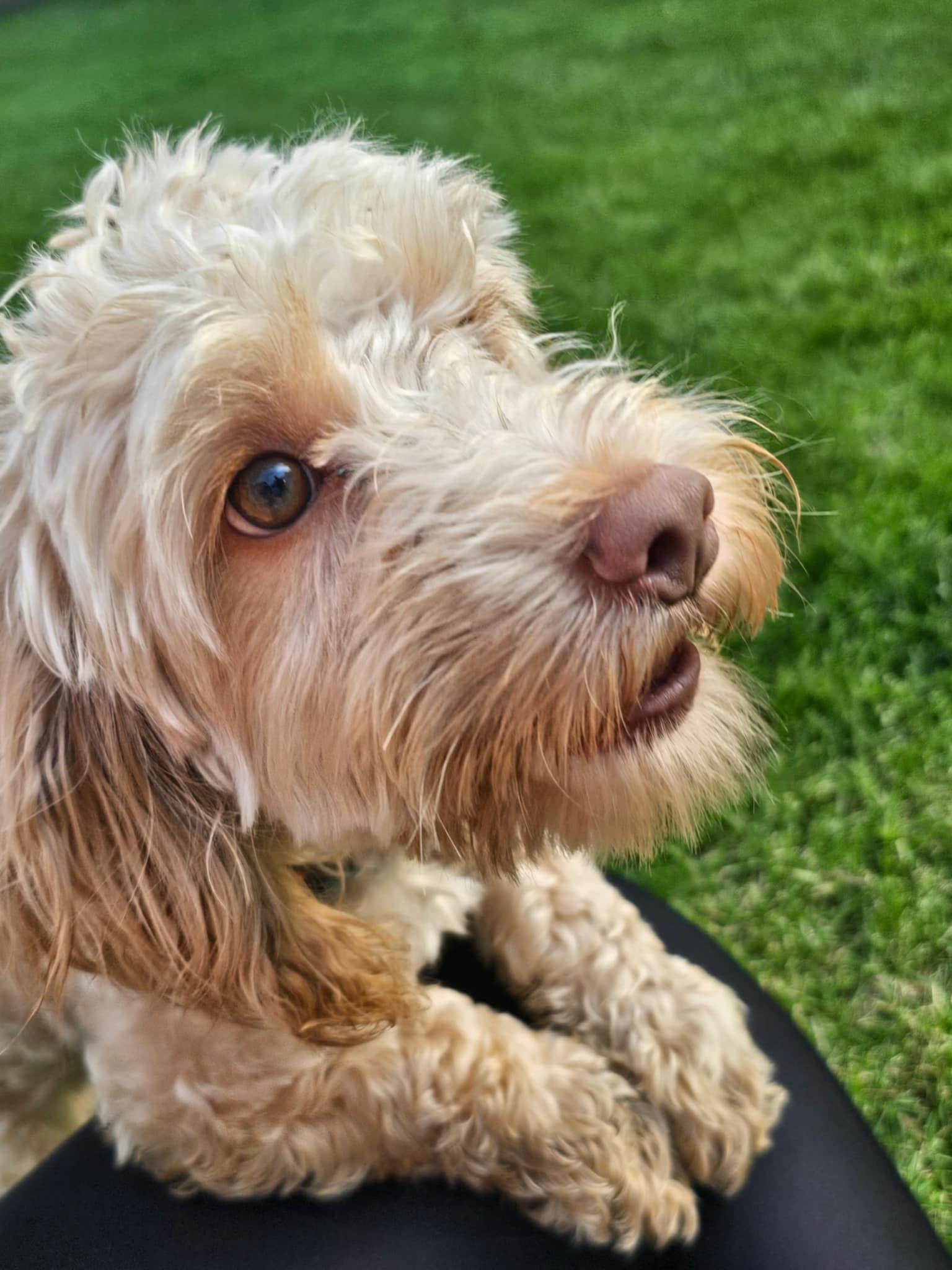 Romeo, a ADOPTABLE mixed breed in Cedar Rapids, IA image 3/4