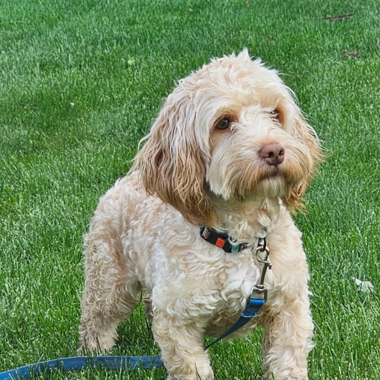 Romeo, a ADOPTABLE mixed breed in Cedar Rapids, IA image 1/4