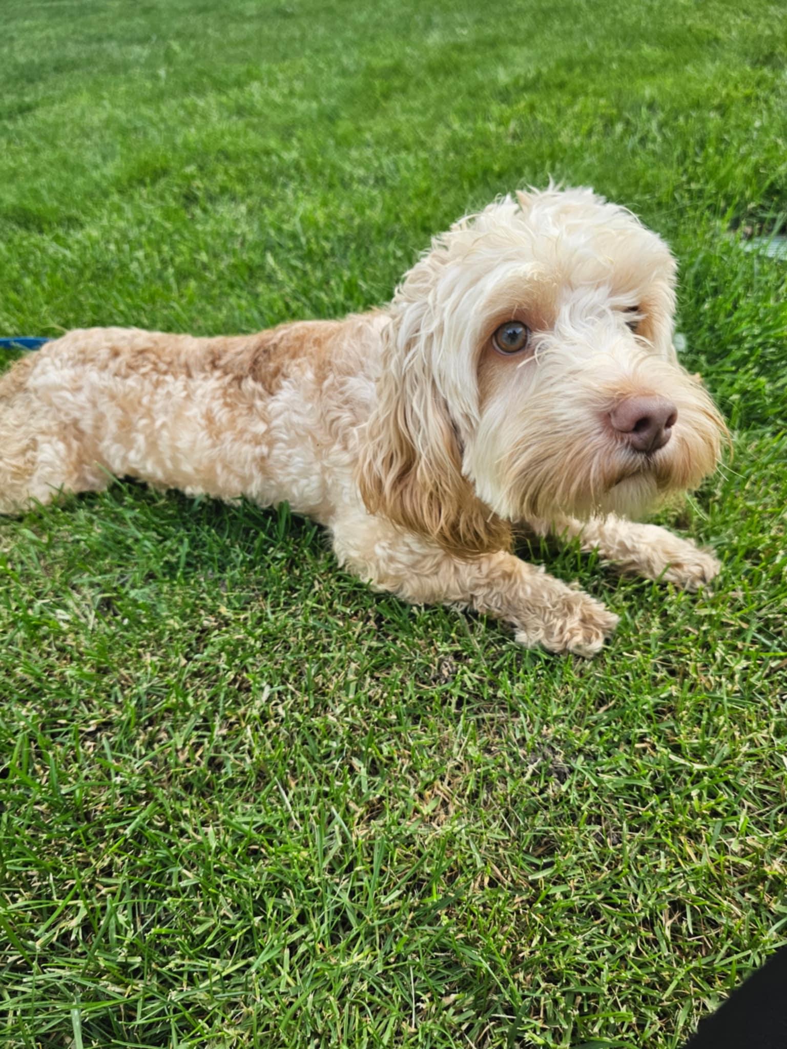 Romeo, a ADOPTABLE mixed breed in Cedar Rapids, IA image 2/4