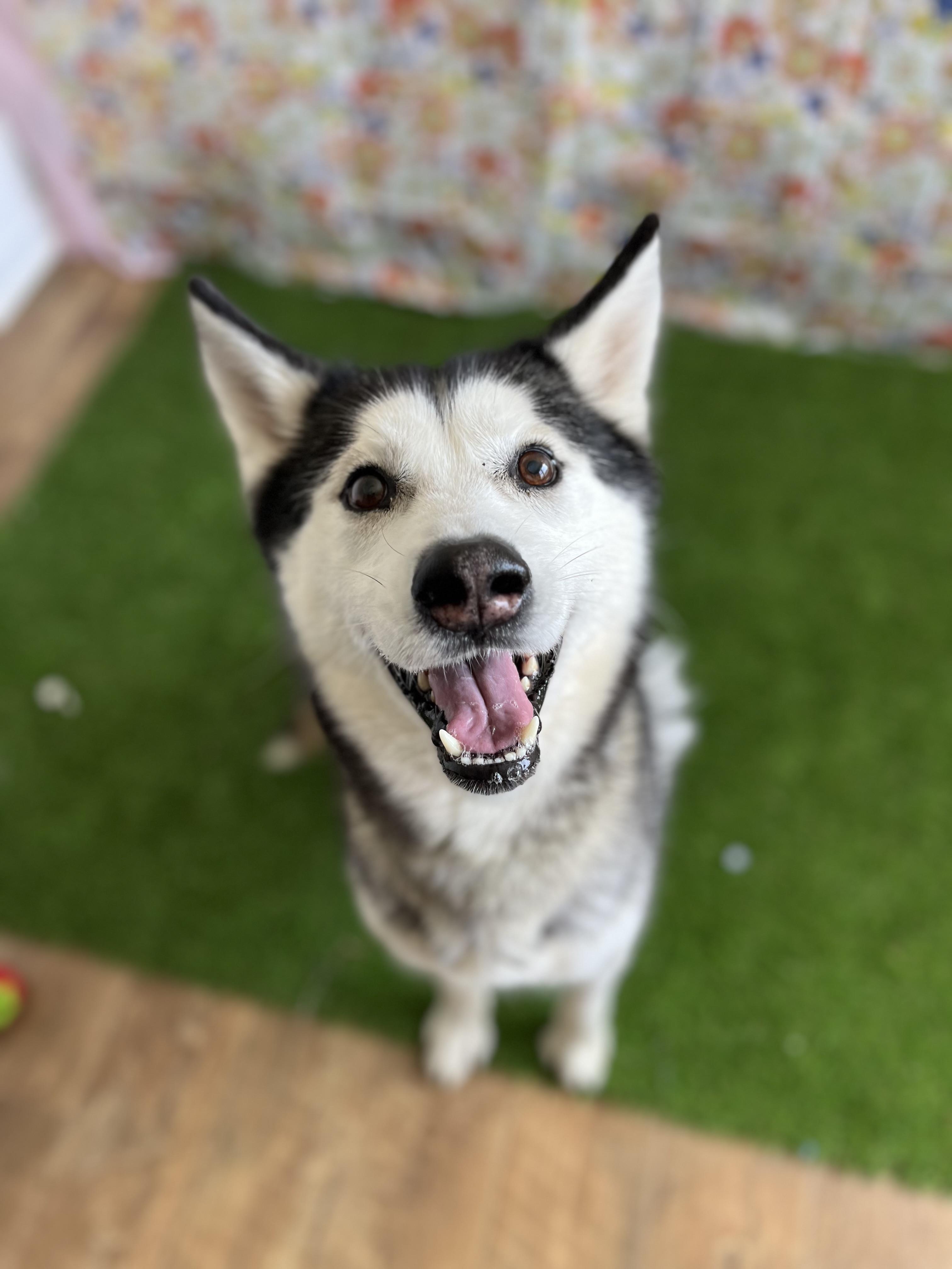 Sniper, a Adopted Siberian Husky in Berea, KY image 1/3