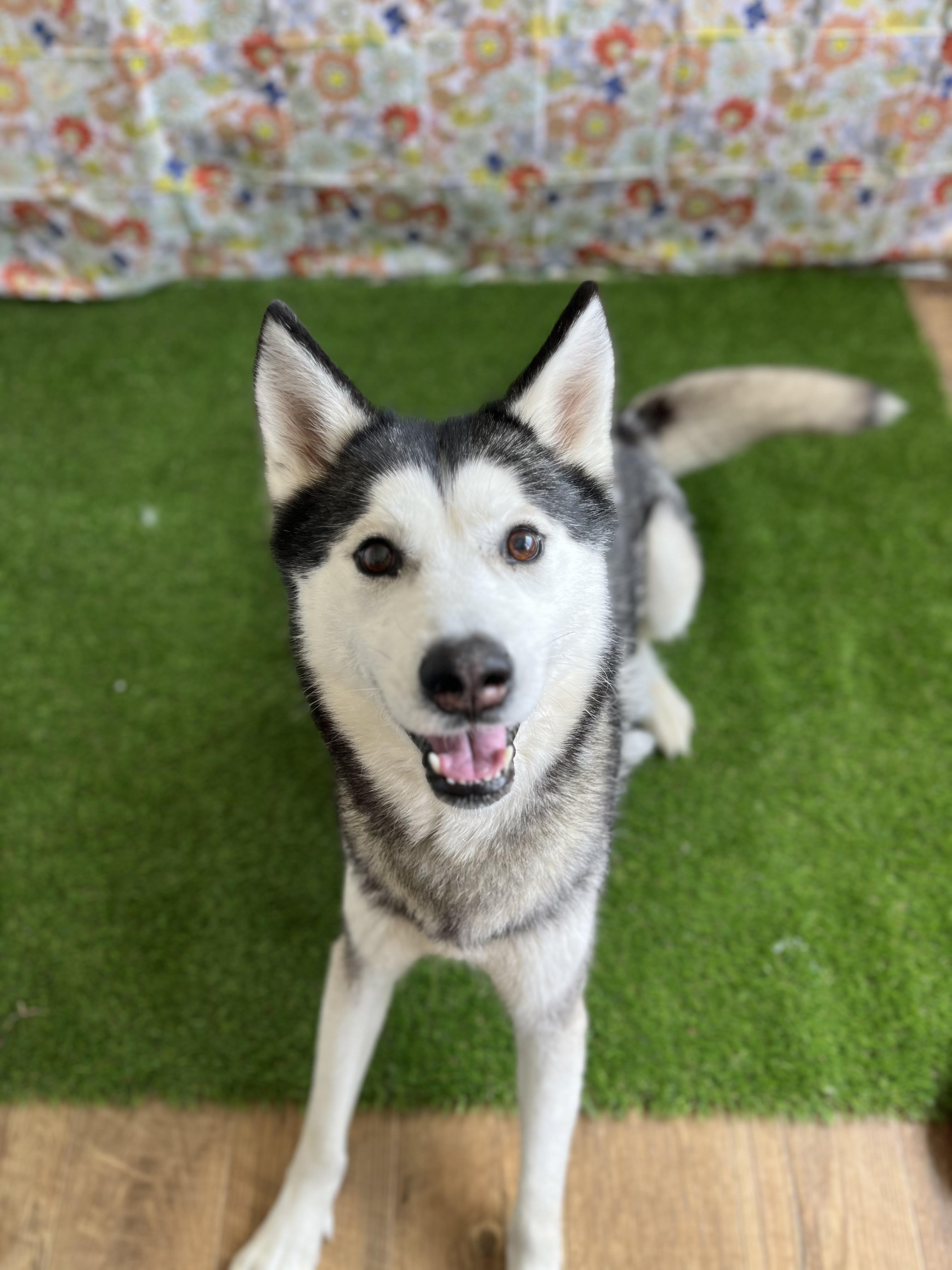 Sniper, a Adopted Siberian Husky in Berea, KY image 2/3