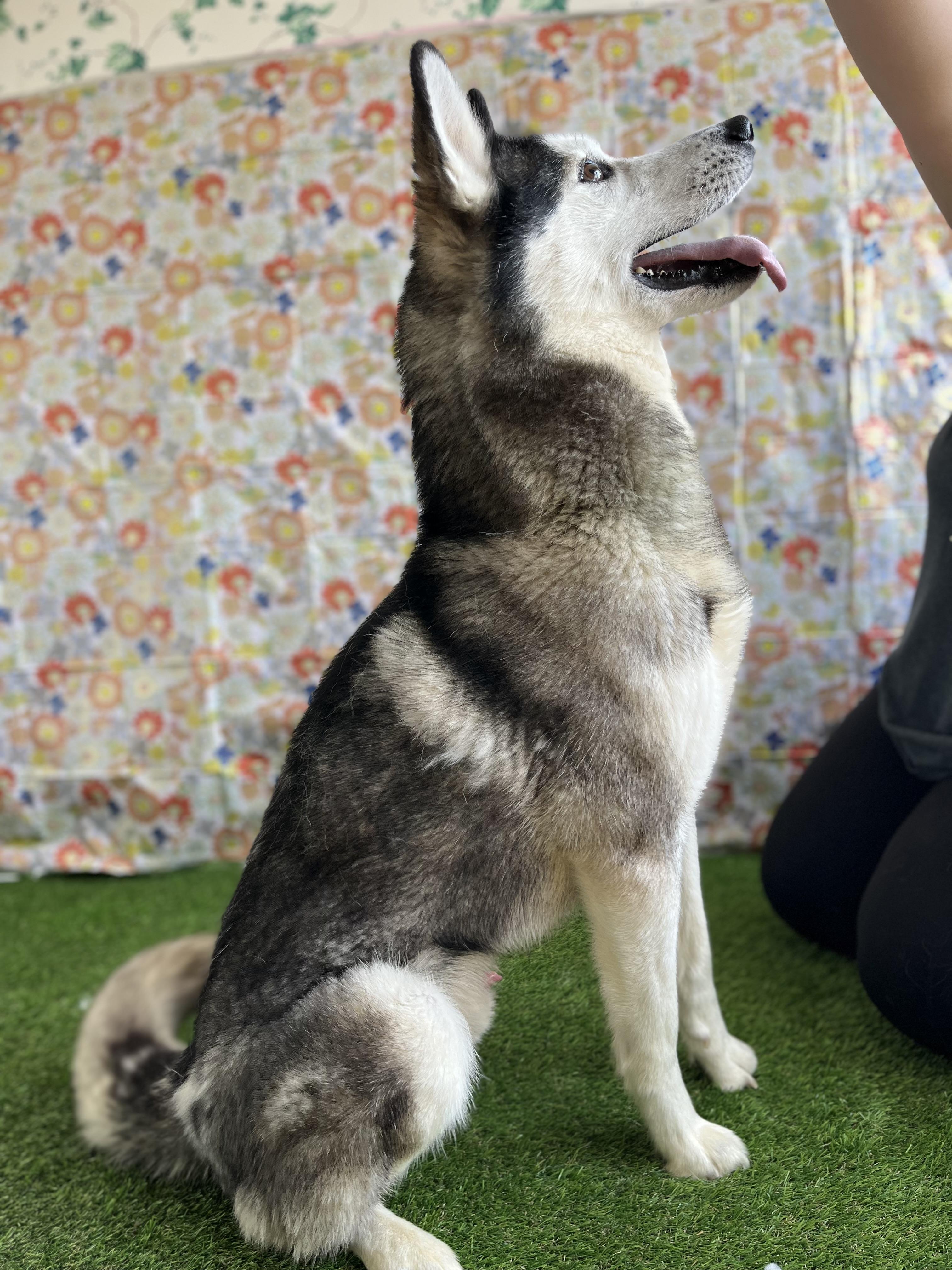 Sniper, a Adopted Siberian Husky in Berea, KY image 3/3
