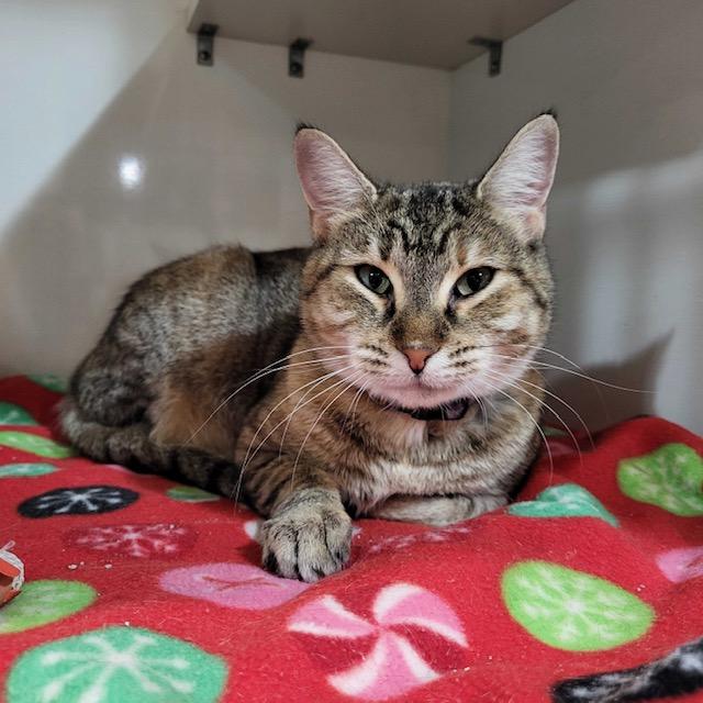 Enlarge Pebbles, an adopted Domestic Short Hair in East Brunswick, NJ image 3/5