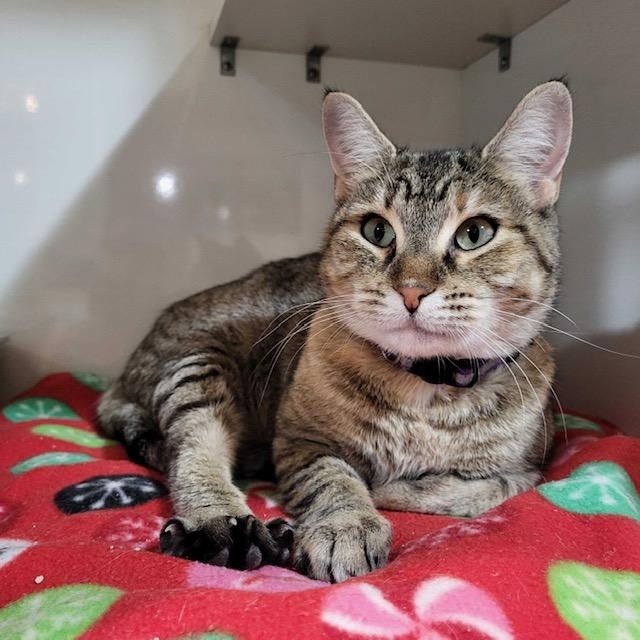 Enlarge Pebbles, an adopted Domestic Short Hair in East Brunswick, NJ image 2/5