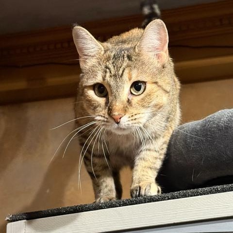 Enlarge Pebbles, an adopted Domestic Short Hair in East Brunswick, NJ image 4/5