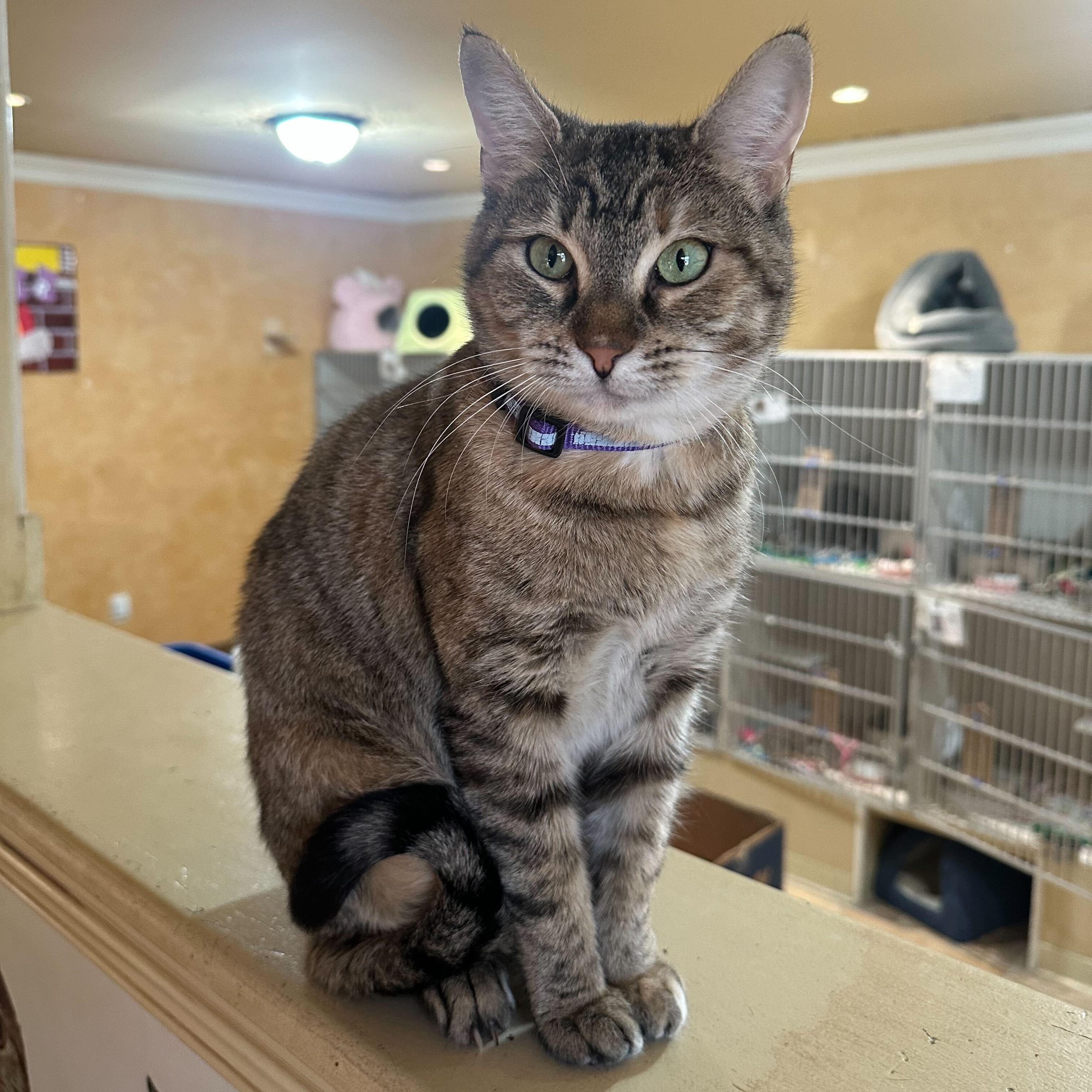 Enlarge Pebbles, an adopted Domestic Short Hair in East Brunswick, NJ image 1/5