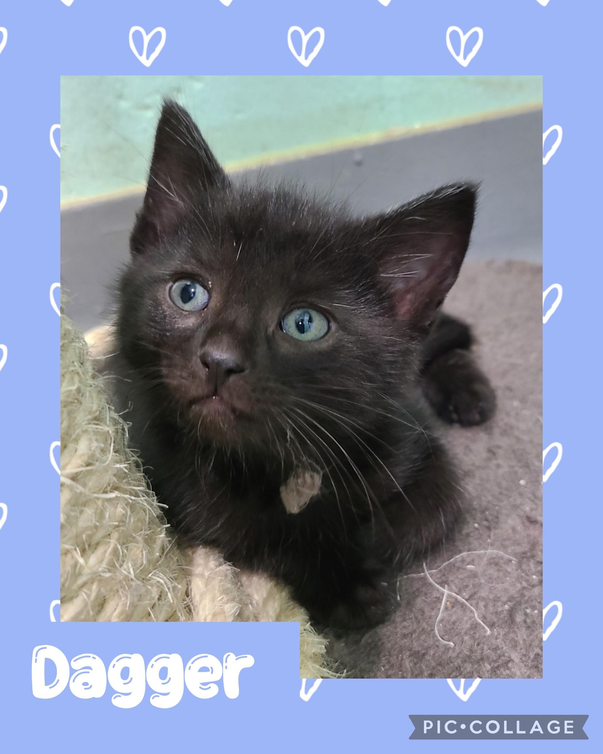 Dagger, an adoptable Domestic Short Hair in Iron River, MI, 49935 | Photo Image 1